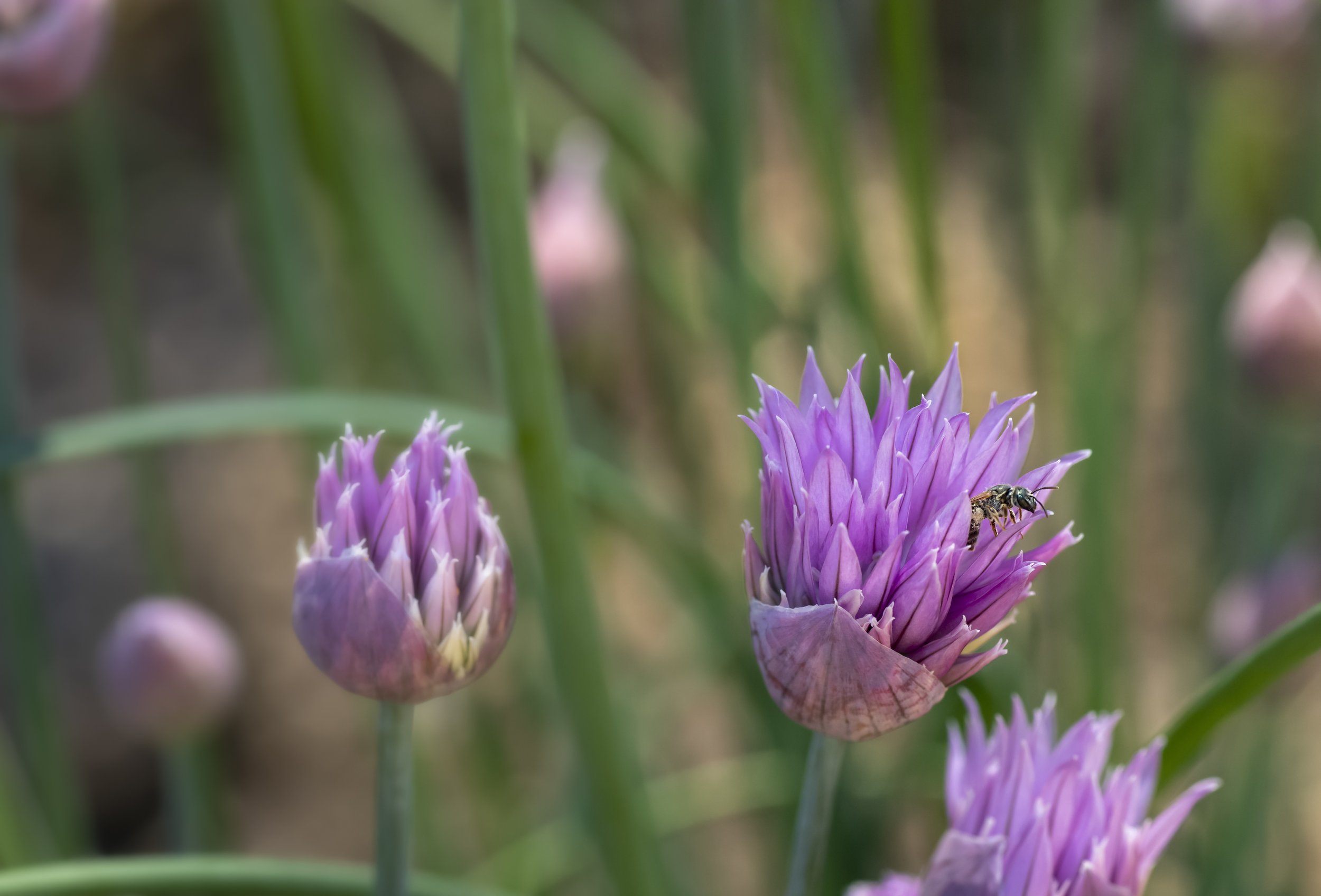 Bee_Onion_Flower_6-2021_9248.jpg