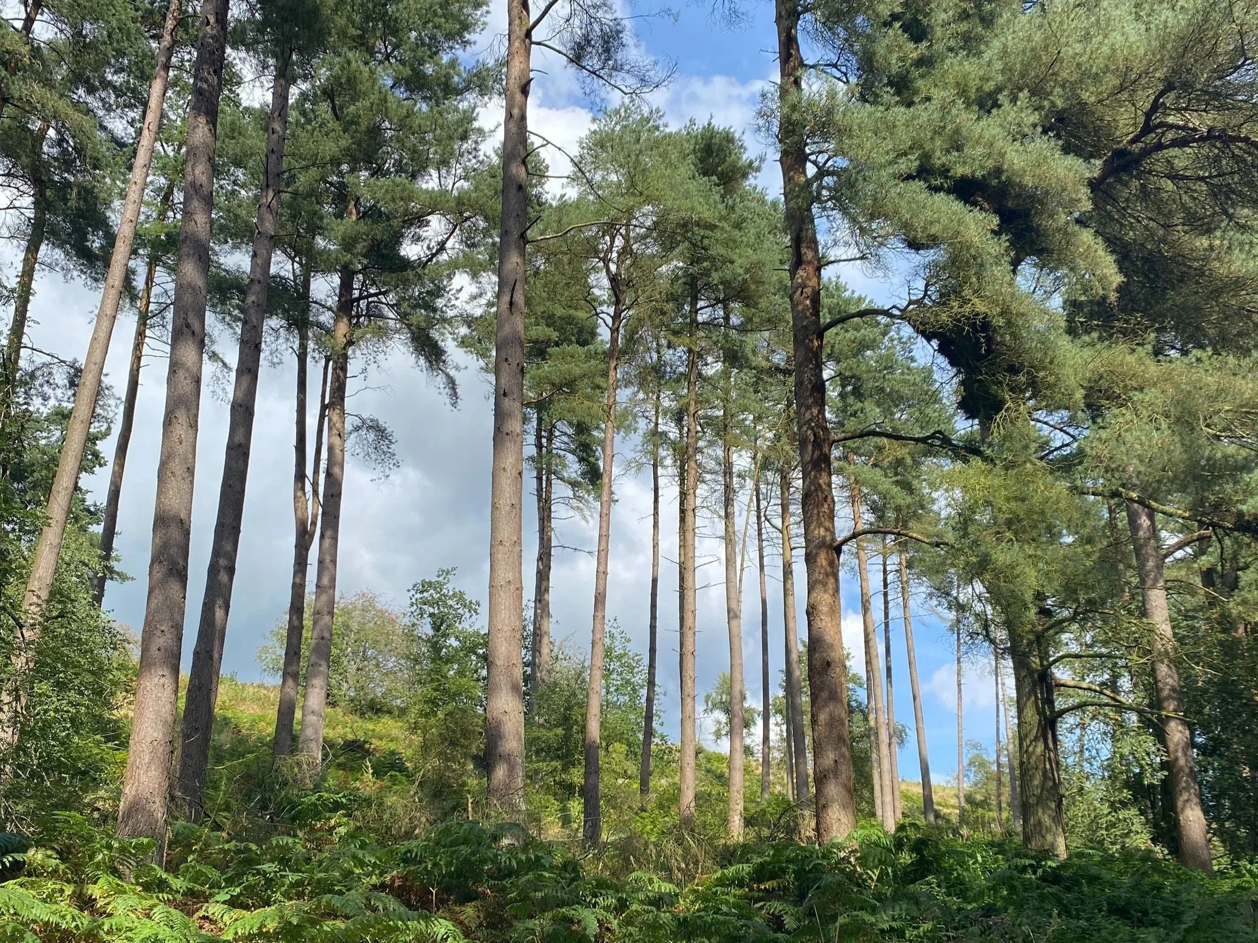 Evergreen trees in forest