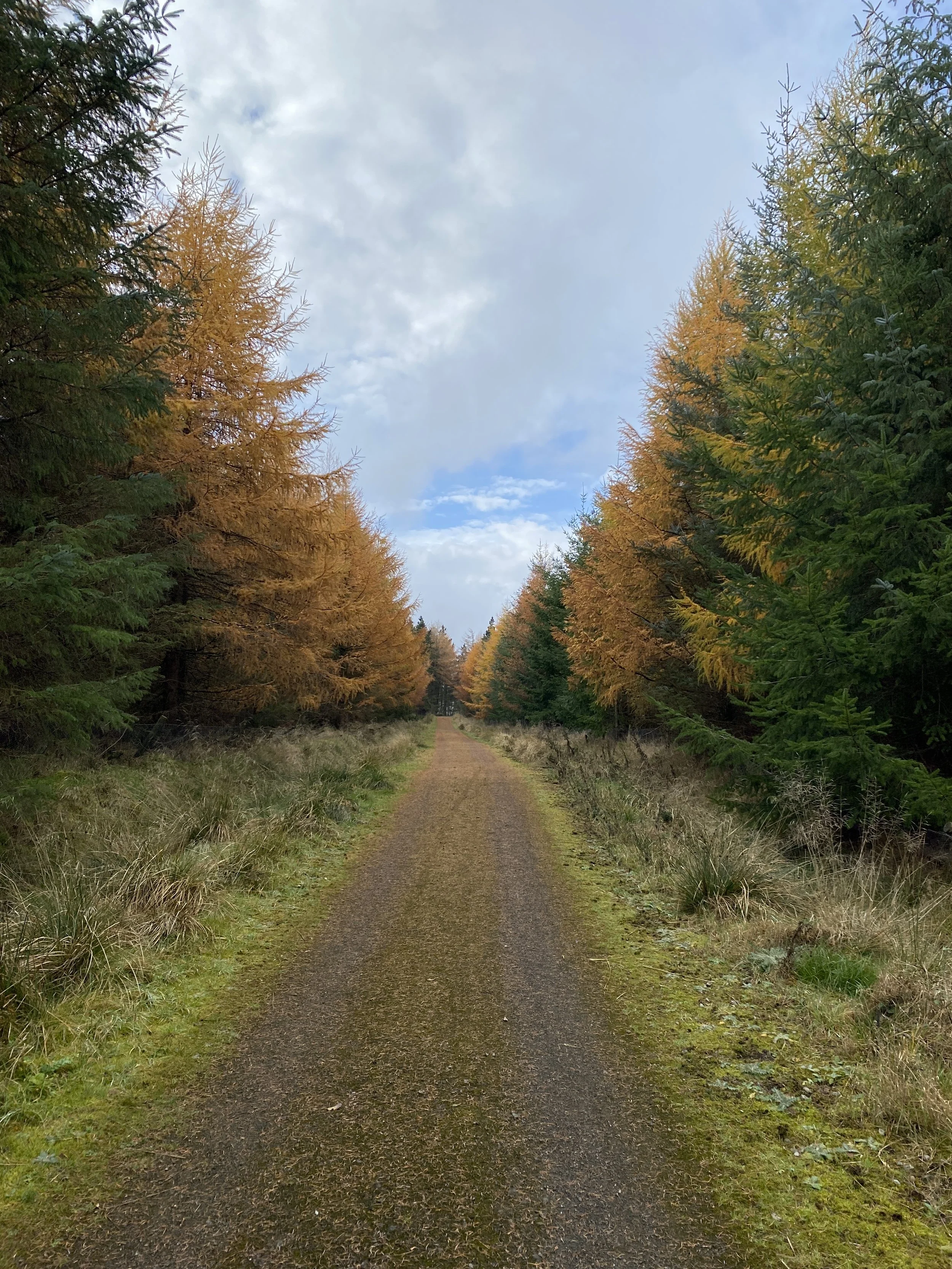 Track leading off into the distance between golden autumn trees either side