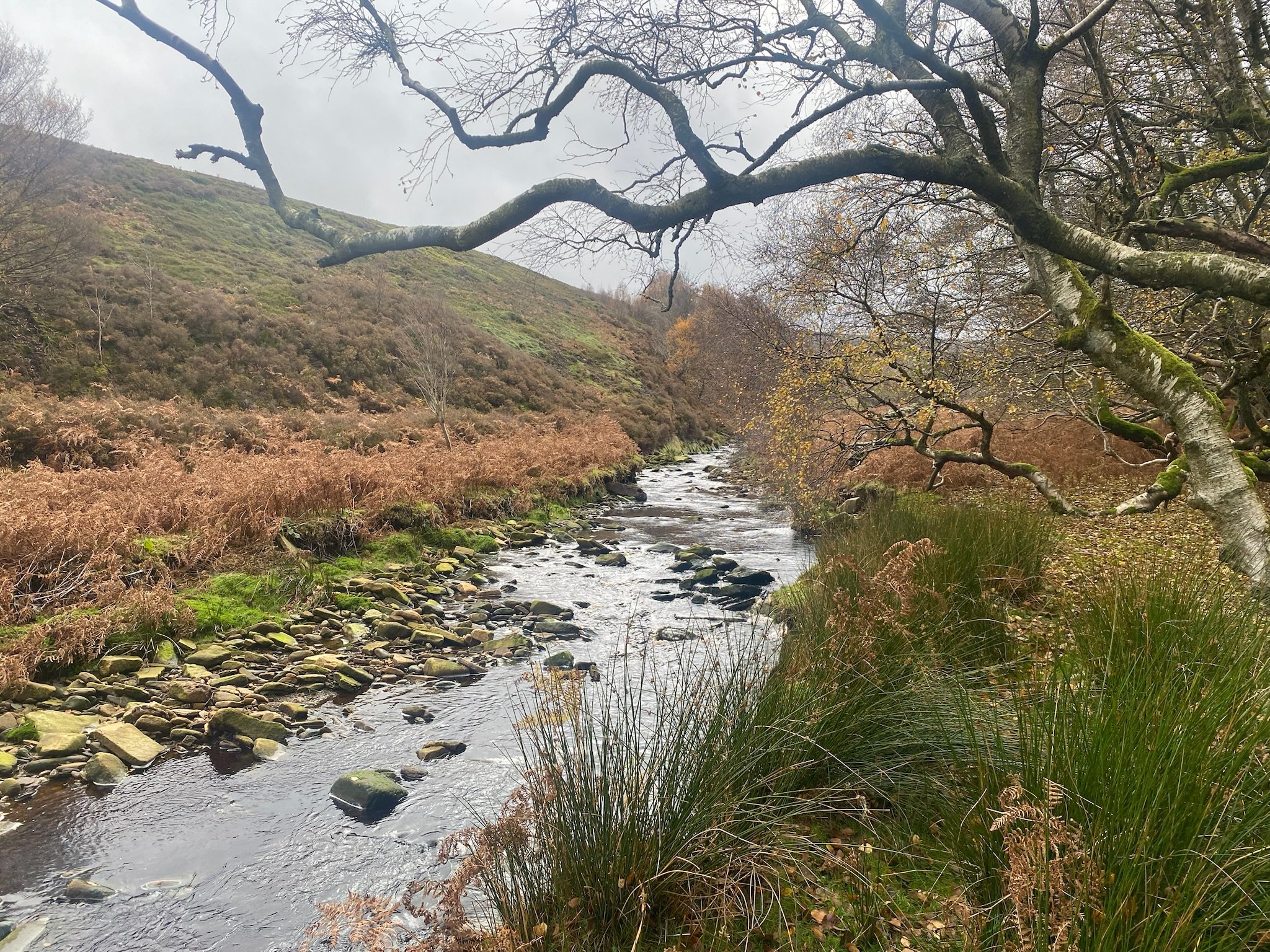 Looking up a river valley with autumn ferns on the bank