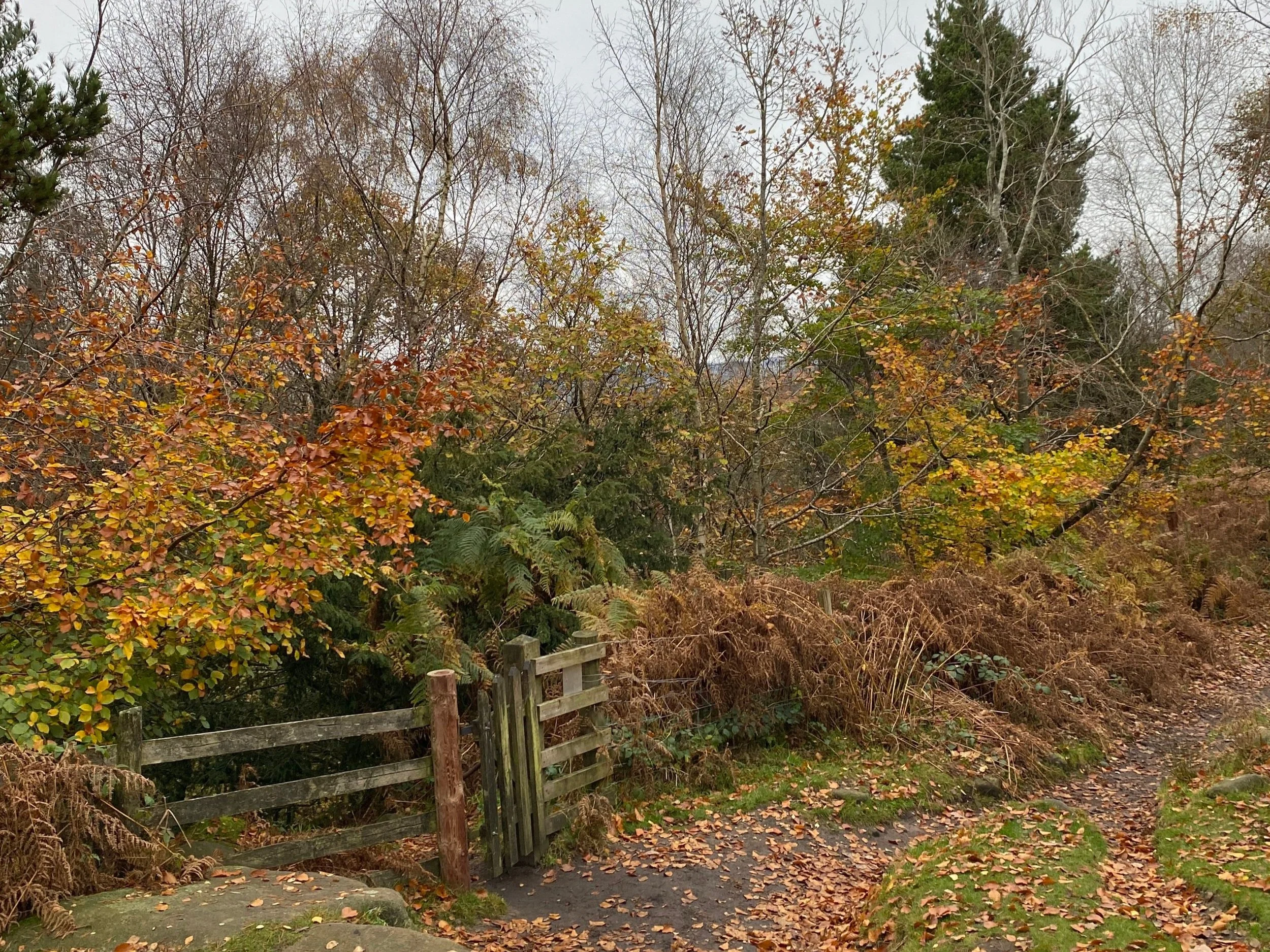 Golden autumn leaves with gate into dense woodland in Derbyshire