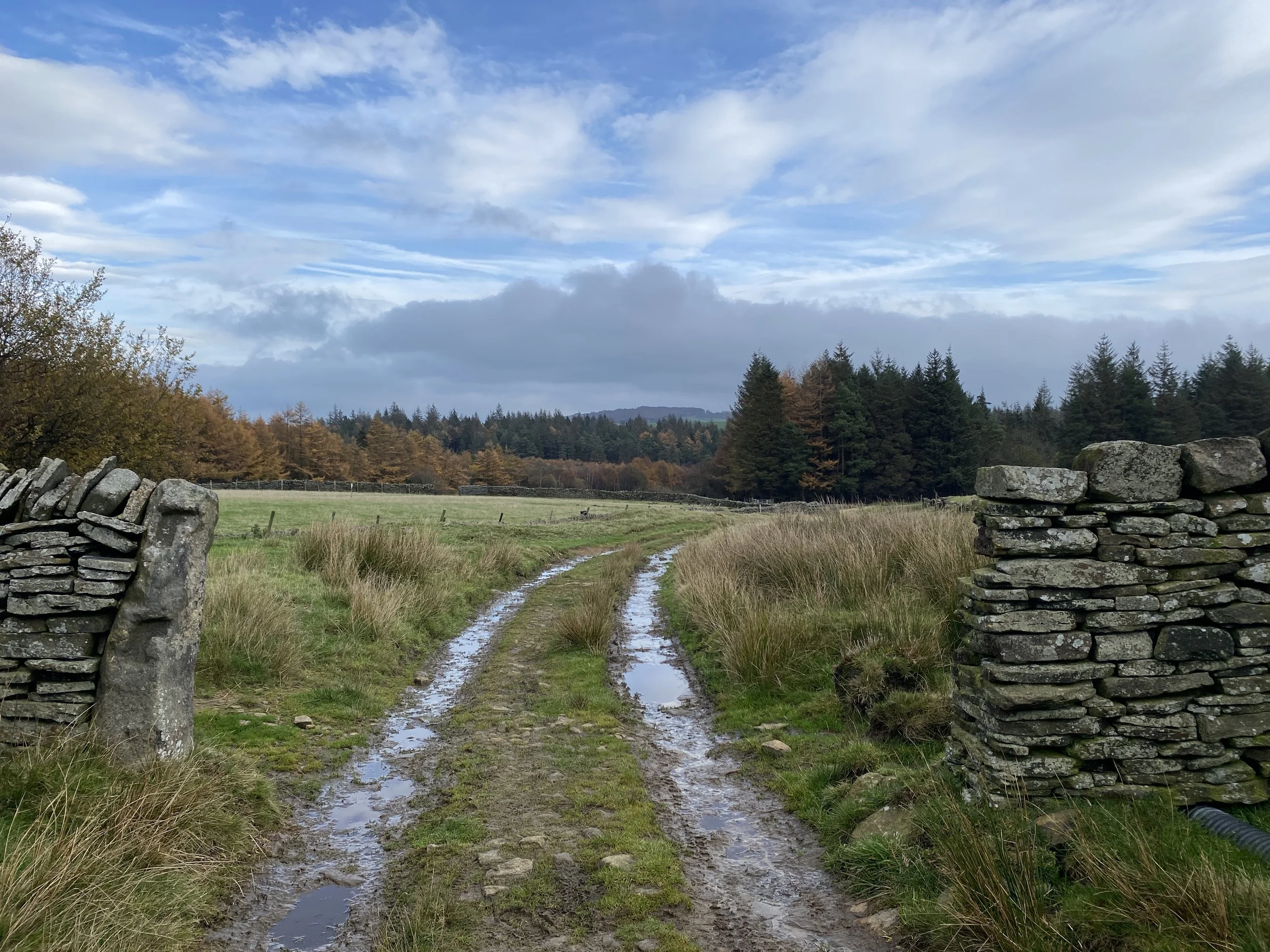 Track running across the moors at Langsett, with forest in background