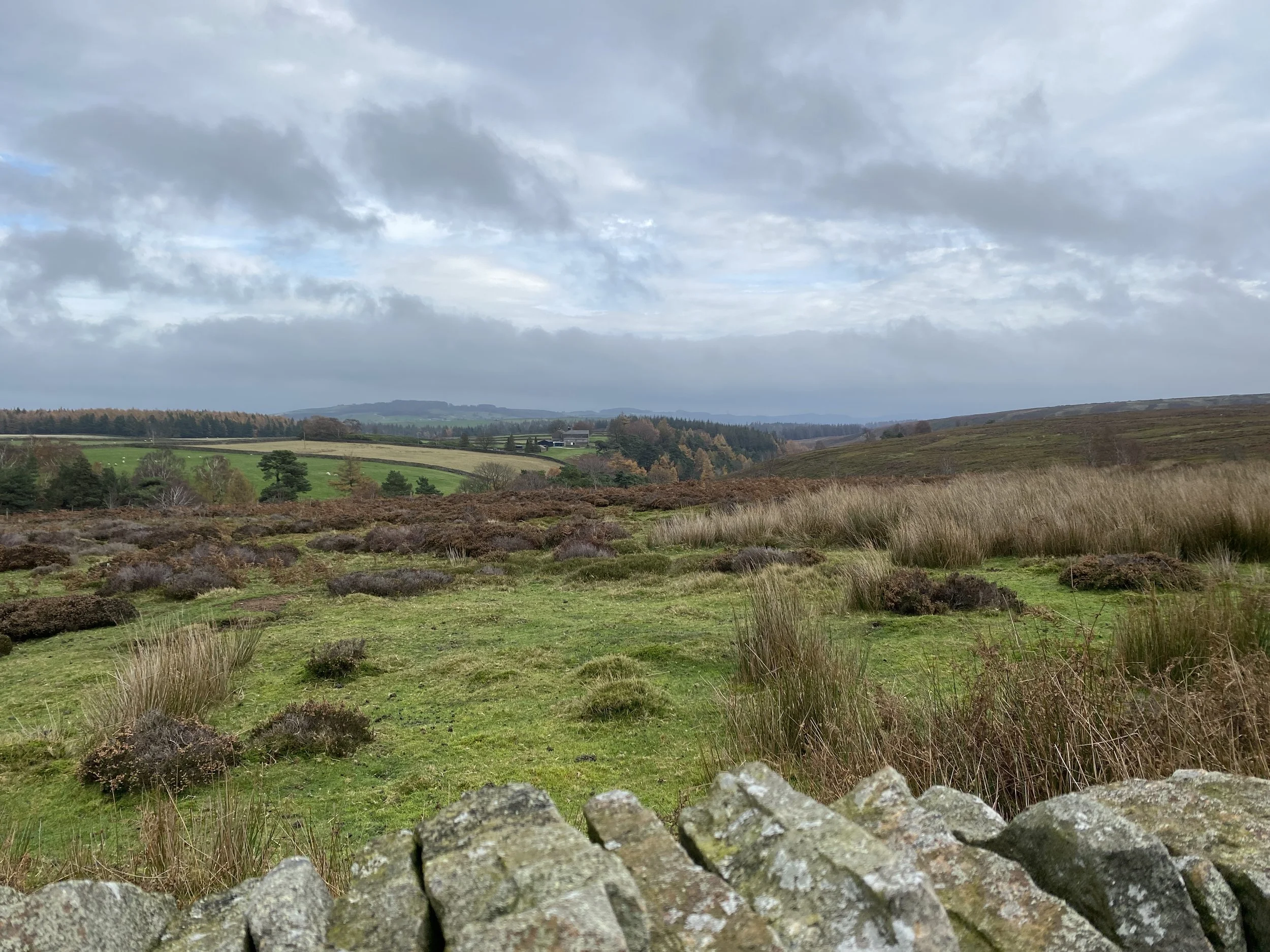 View over Langsett moors with drystone wall in foreground, under moody grey sky