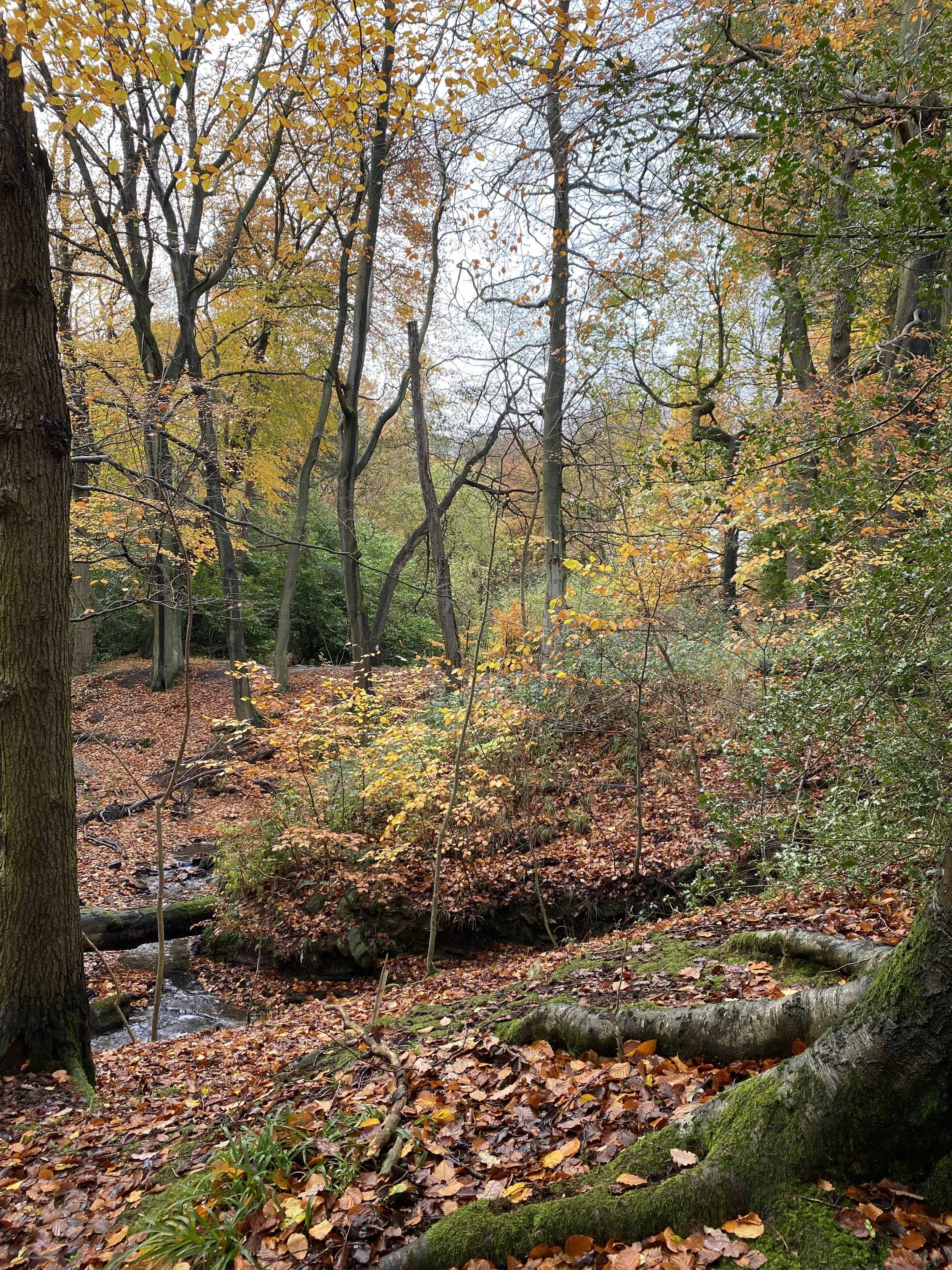 Golden browns of autumn leaves in West Yorkshire woodland