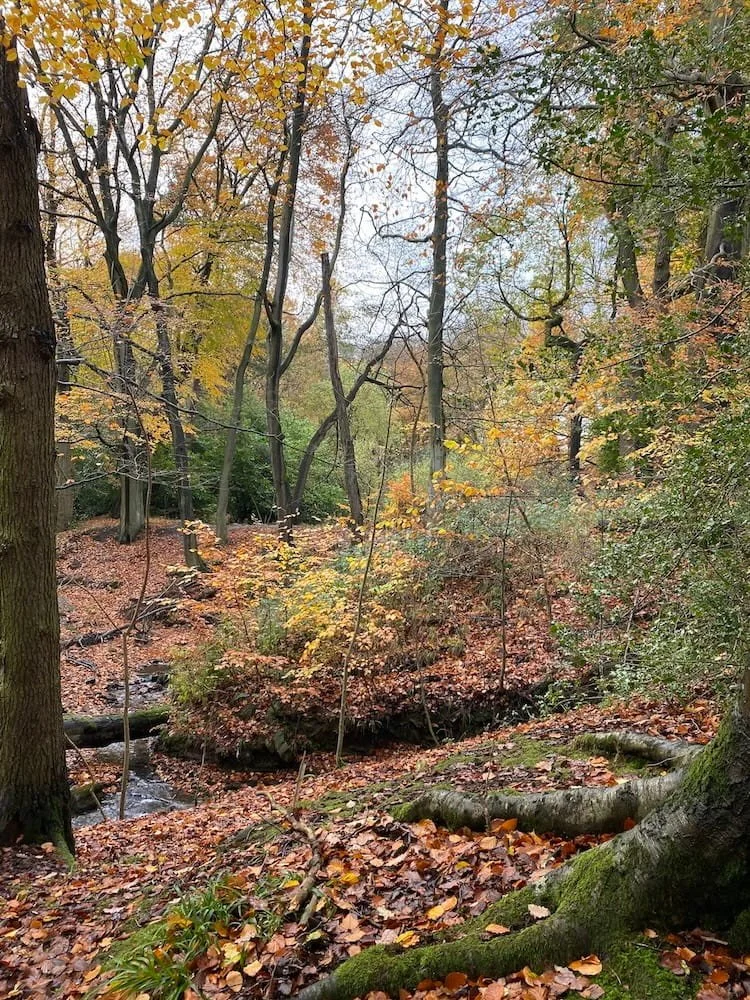 Autumn leaves in West Yorkshire woodland