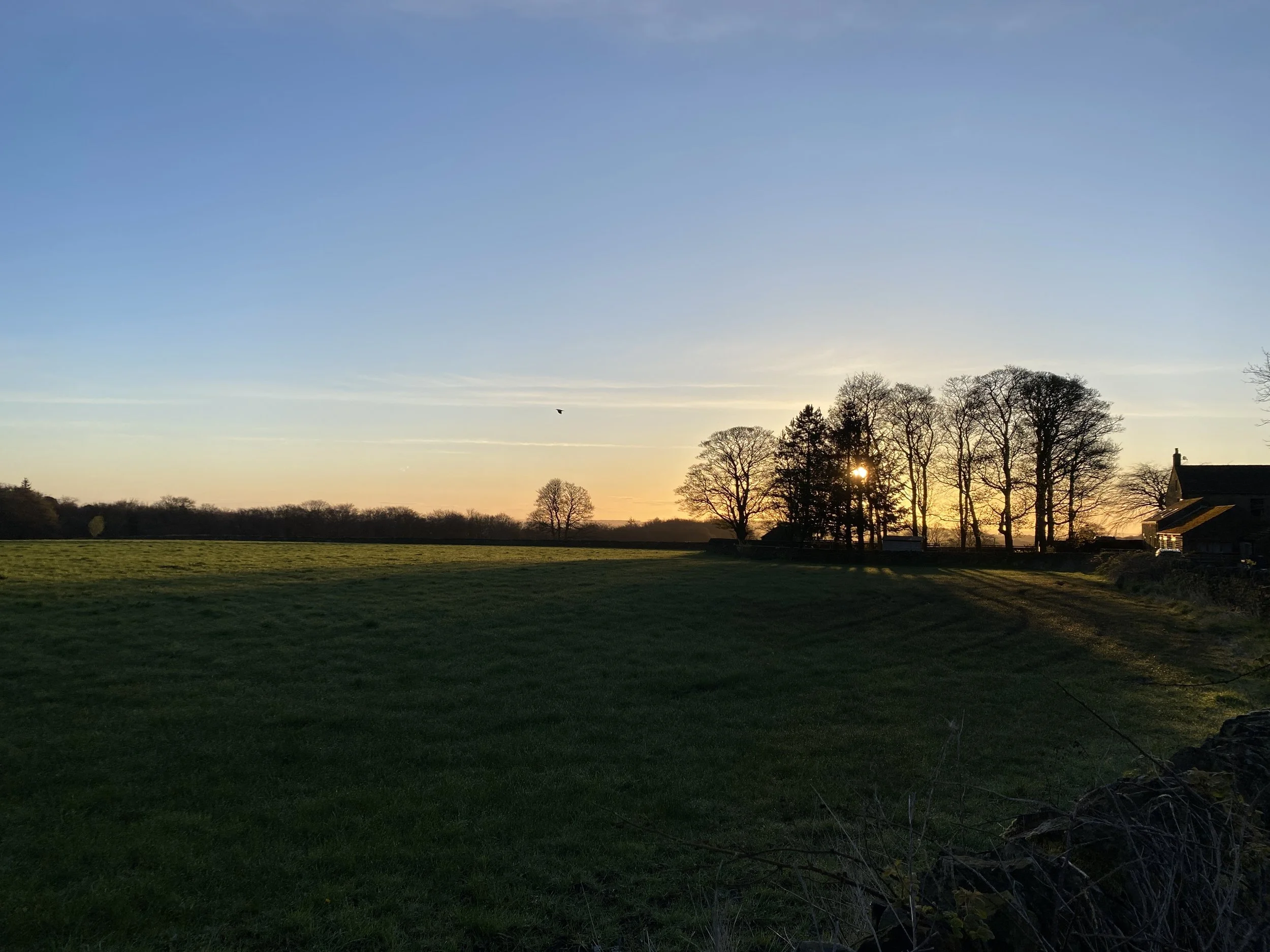 Sunrise behind winter trees, with blue skies and dark foreground