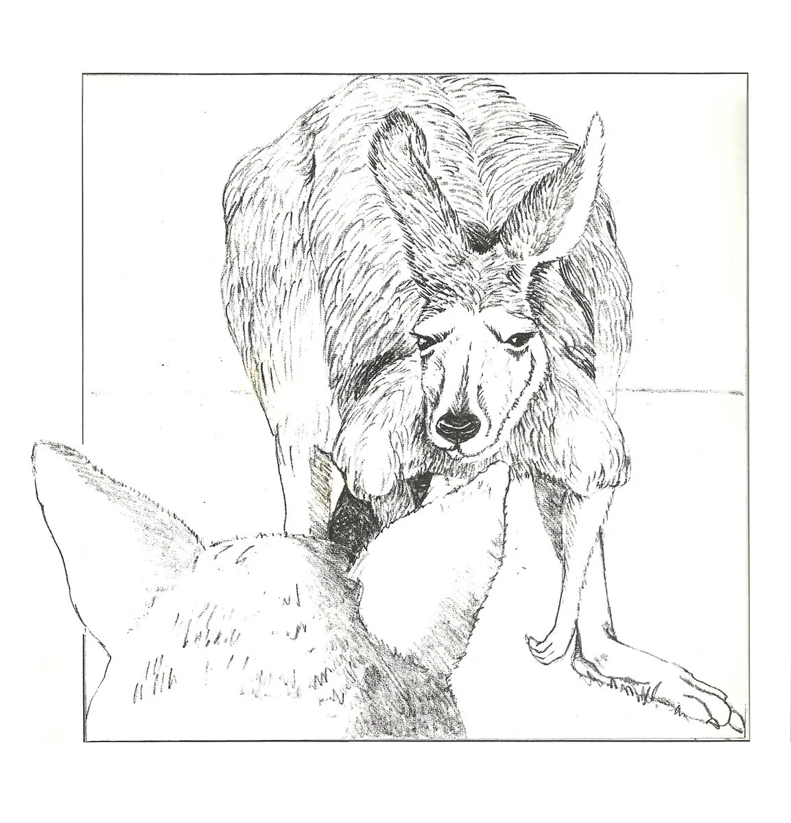 The Sing-Song of Old Man Kangaroo. Tired old Kangaroo.