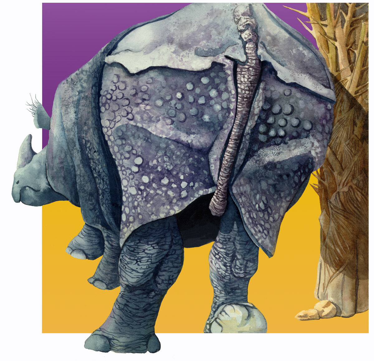 How the Rhinoceros Got His Skin. Scratching an Itch.
