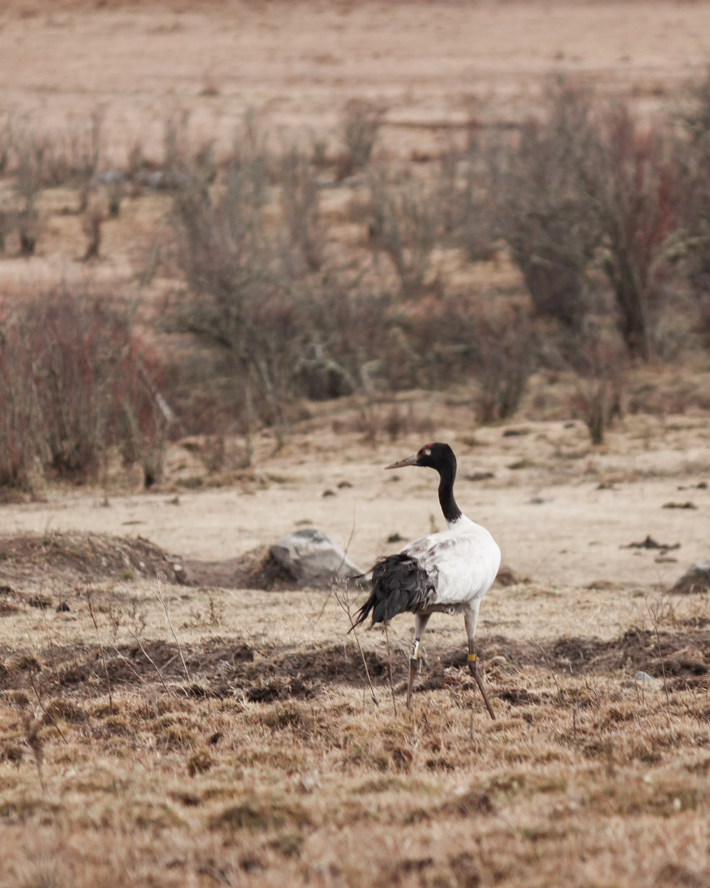 2019 | Phobjikha Valley