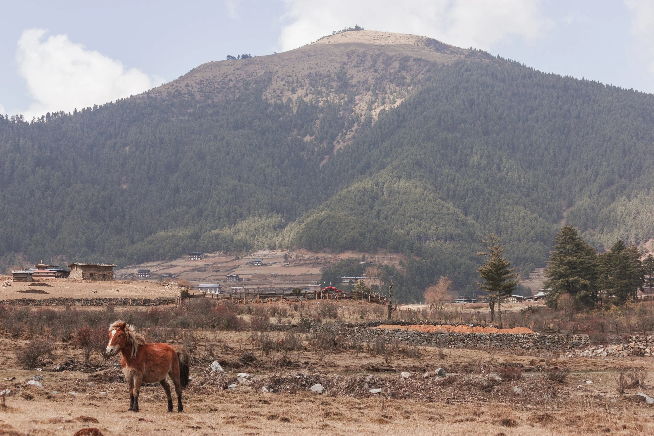 2019 | Phobjikha Valley