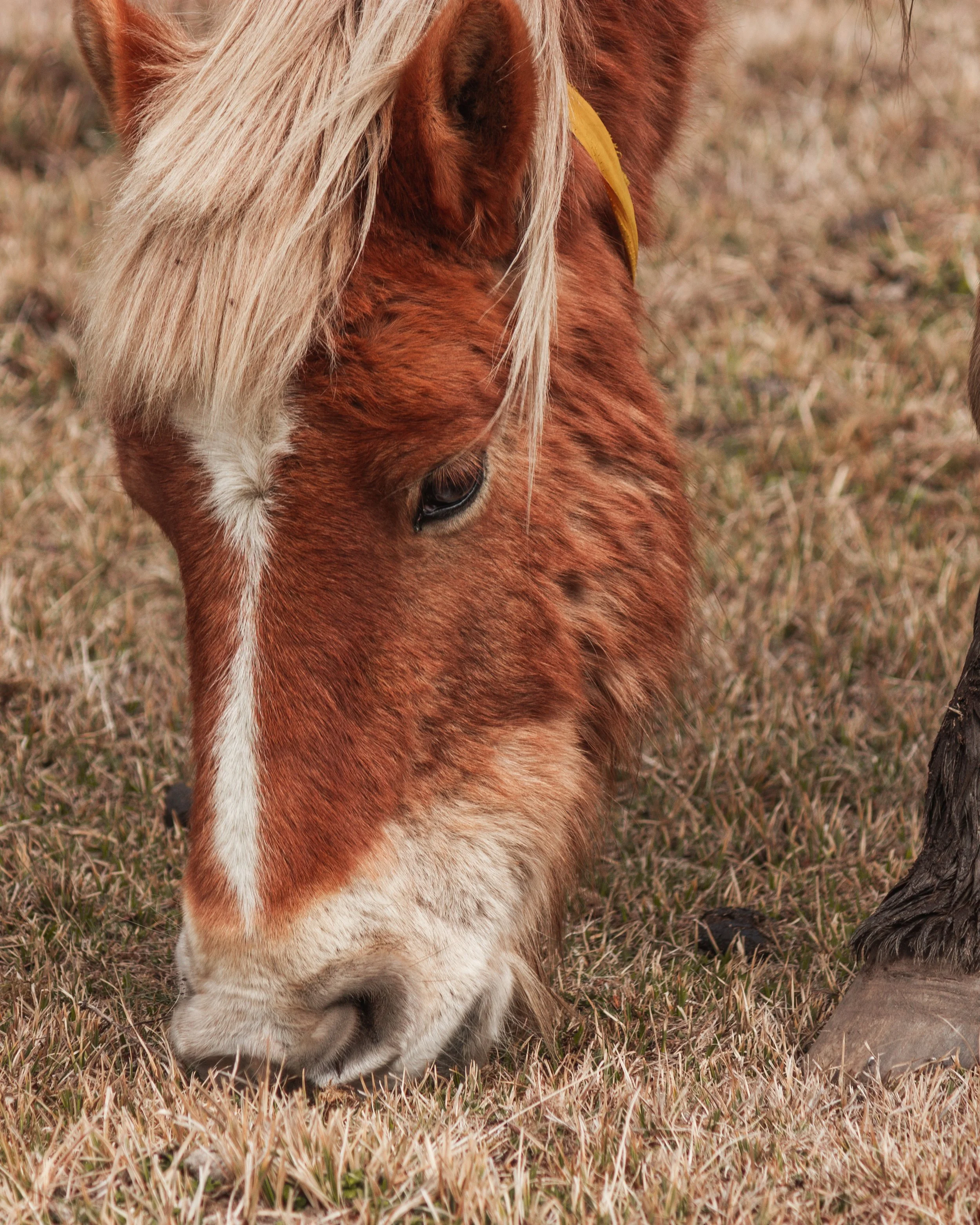2019 | Phobjikha Valley