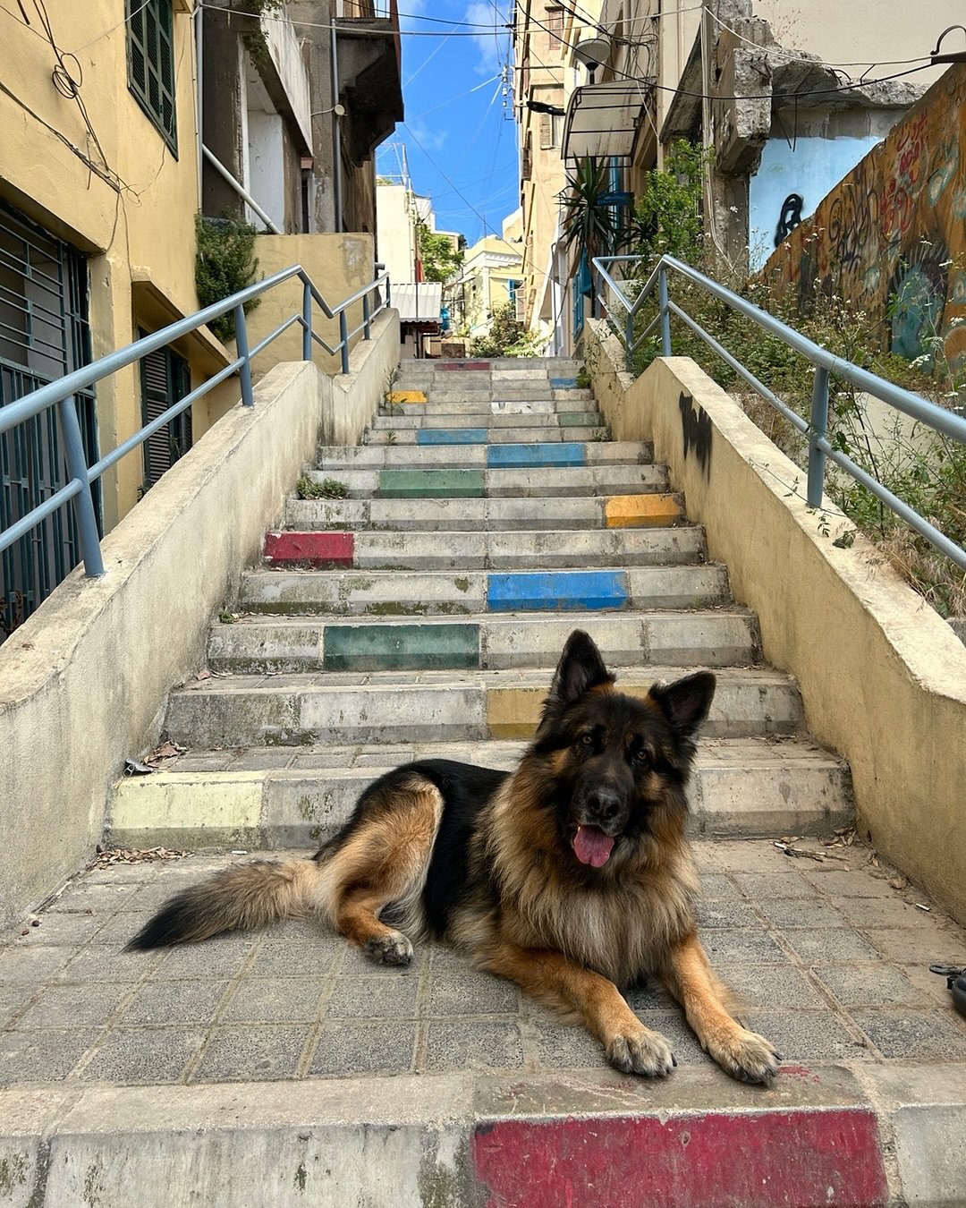 Casper has arrived in Beirut and with that our move is officially complete #newchapter #CasperinBeirut