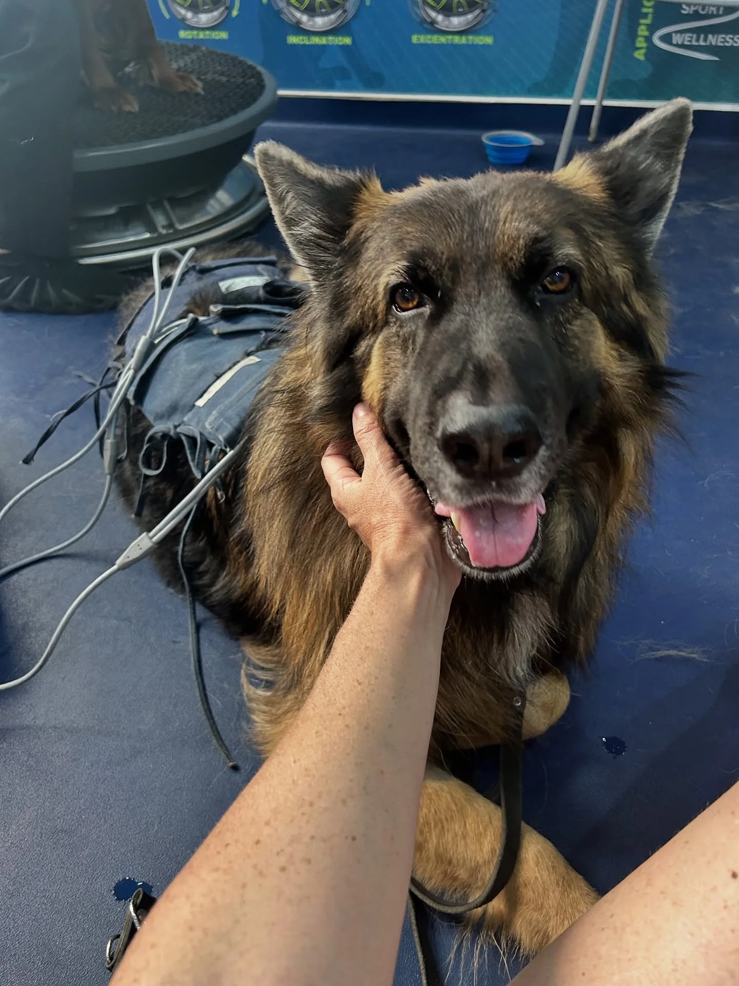 Casper is ageing, faster than I would like. The hip and spine problems typically found in German Shepherds have set in. Rather than waking me in the morning, I have to nudge him to get up. He trails behind me on walks, struggles with steps. There&rsq