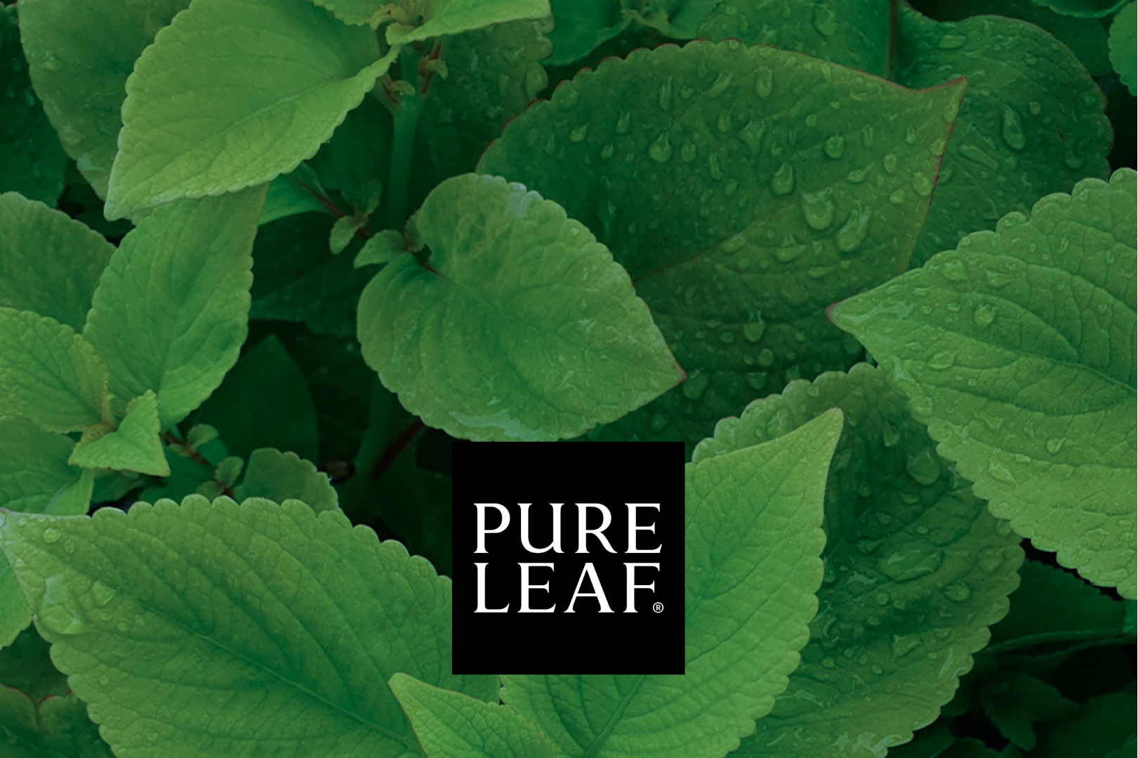 Pure Leaf x SeekHer Community Care Resources — SeekHer Foundation