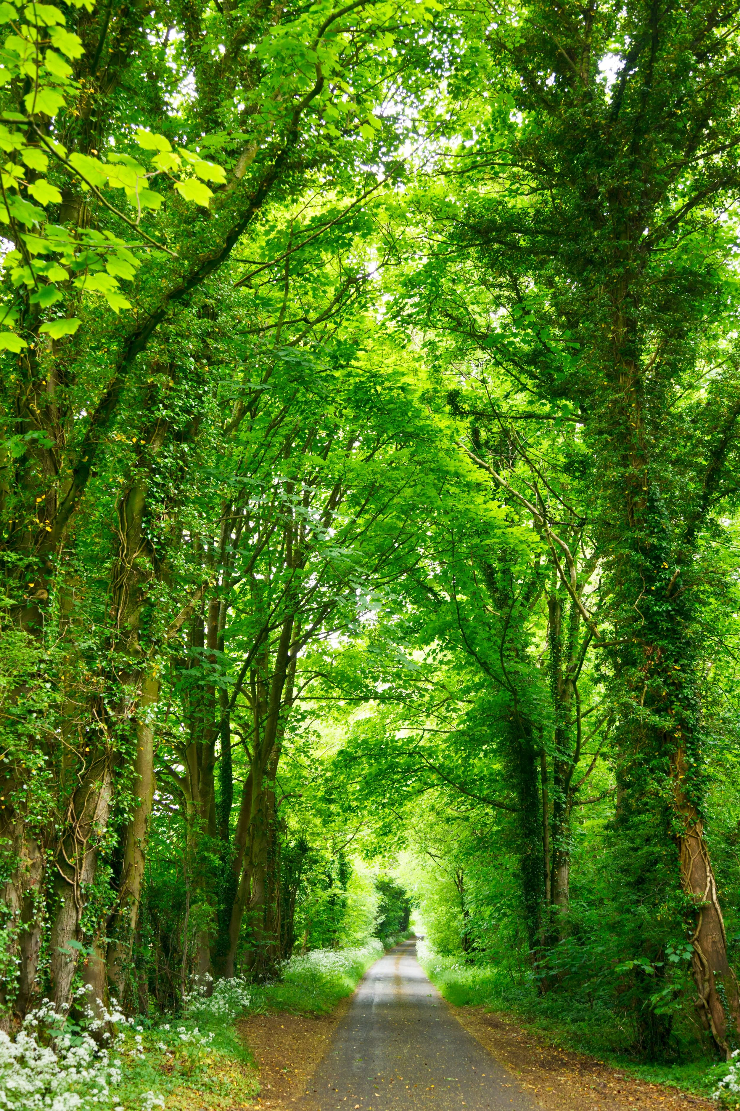 lush green treefilled drive.jpg