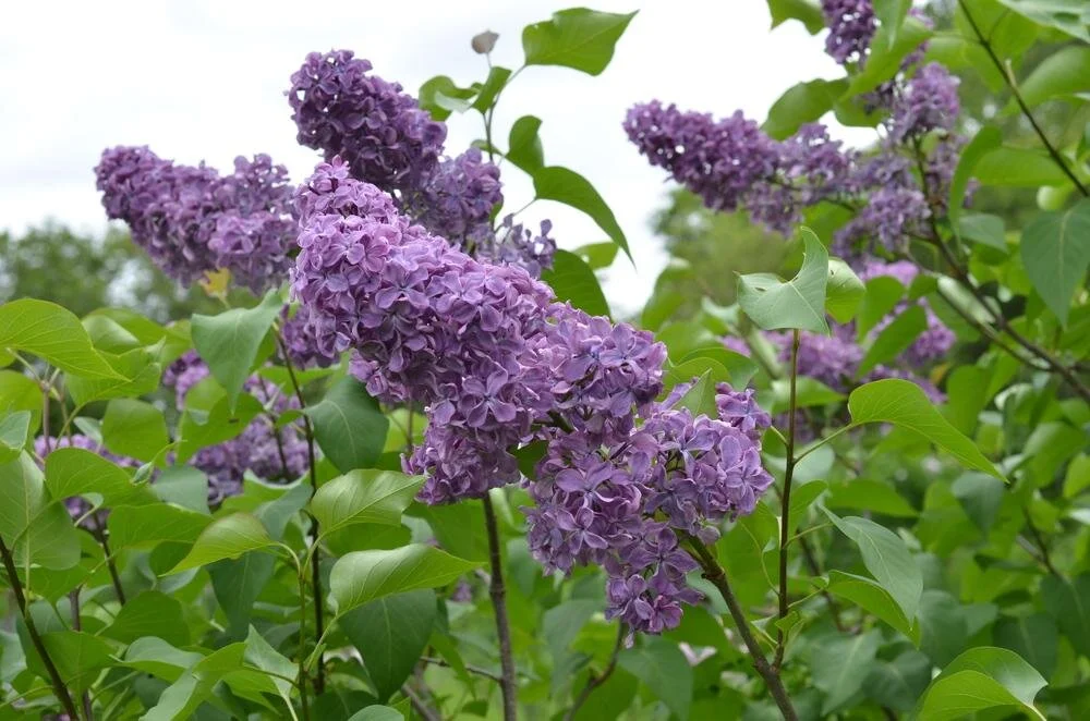 Lilac Tree.jpg