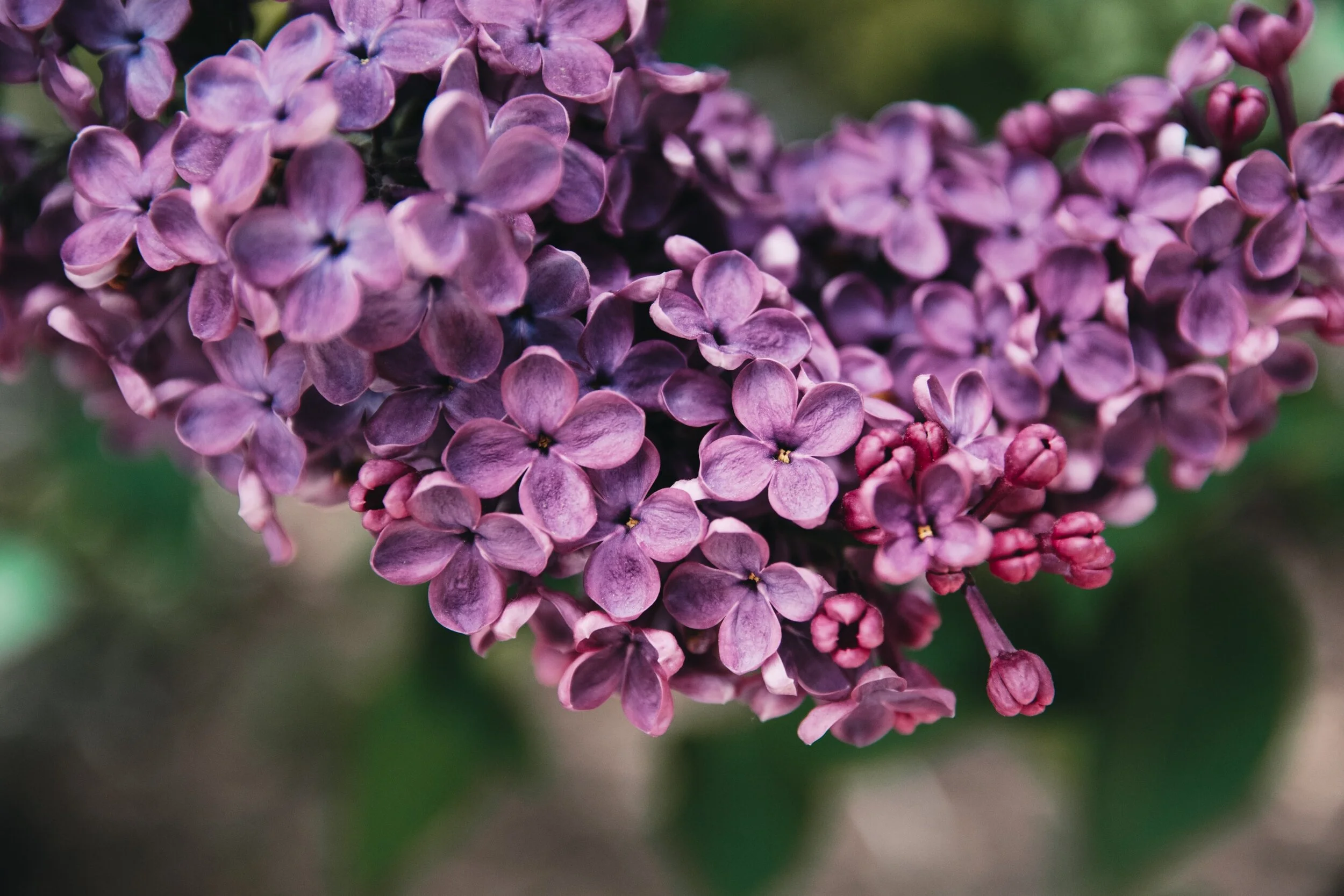 The Lilac Tree