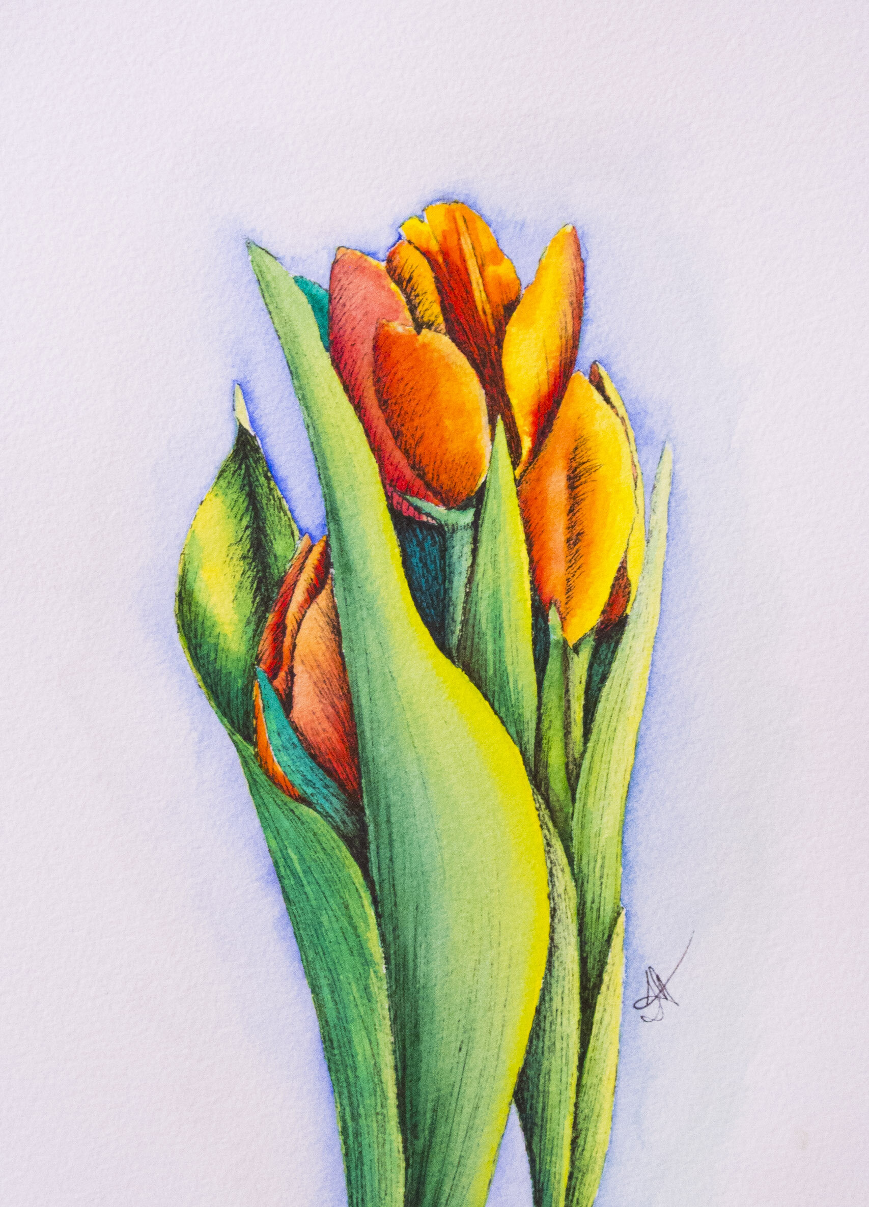 Tulips - Framed - 11inx 14in Ink & Watercolor