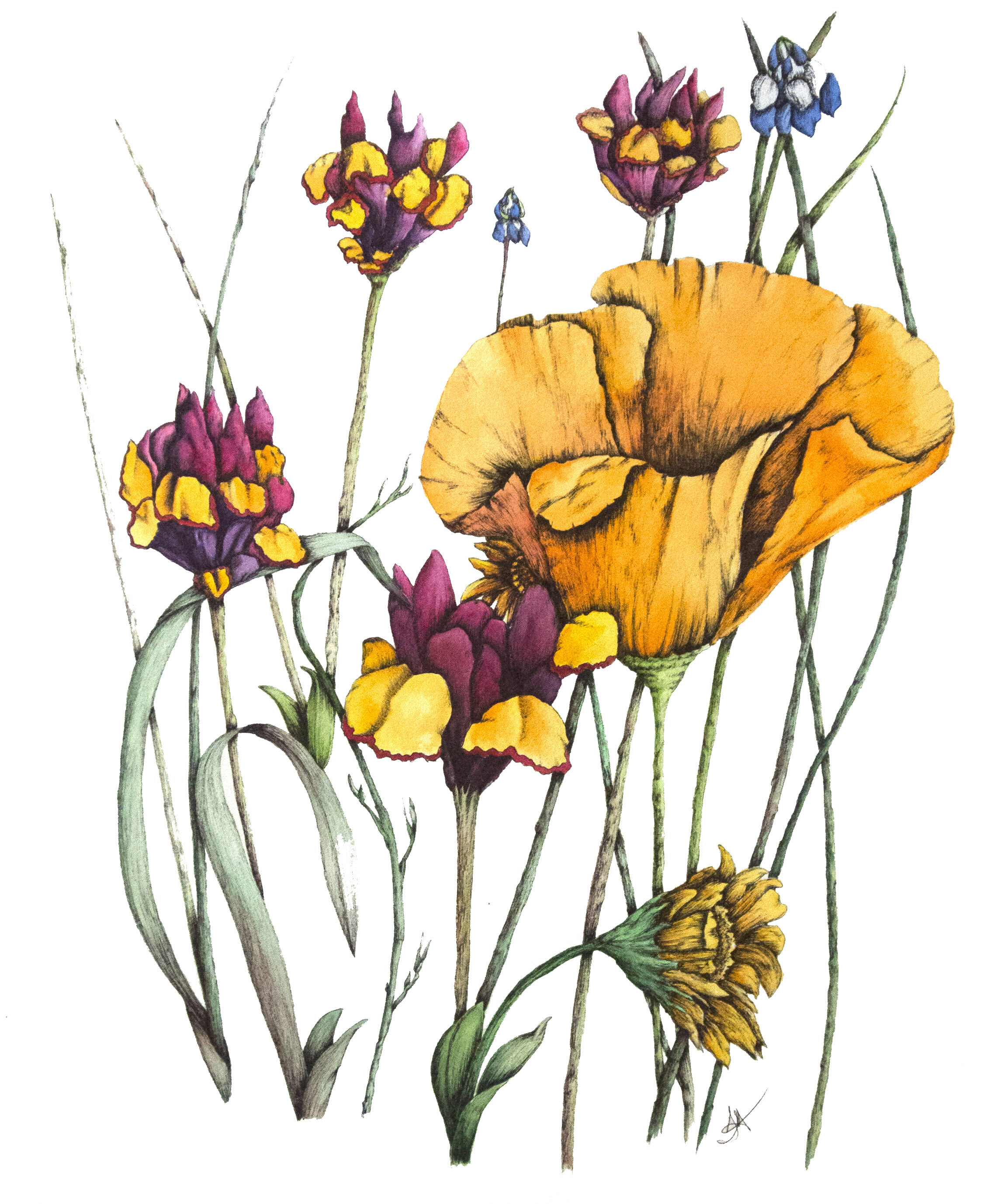 Wildflowers - Framed 18in x 24in Ink & Watercolor