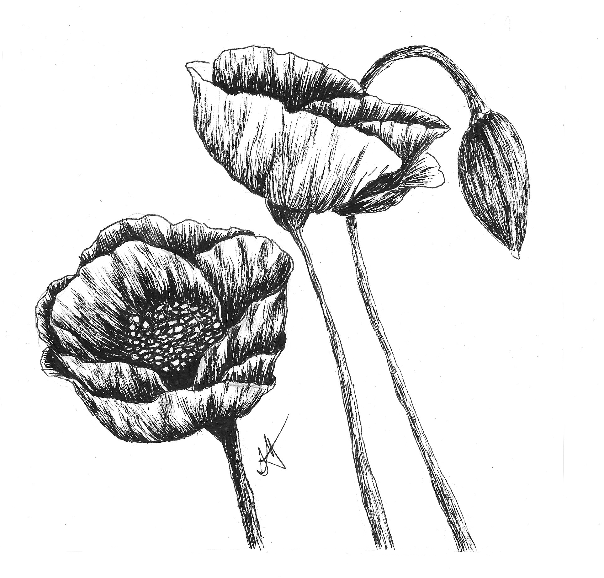 Poppies - 6in x 6in Ink on Bristol