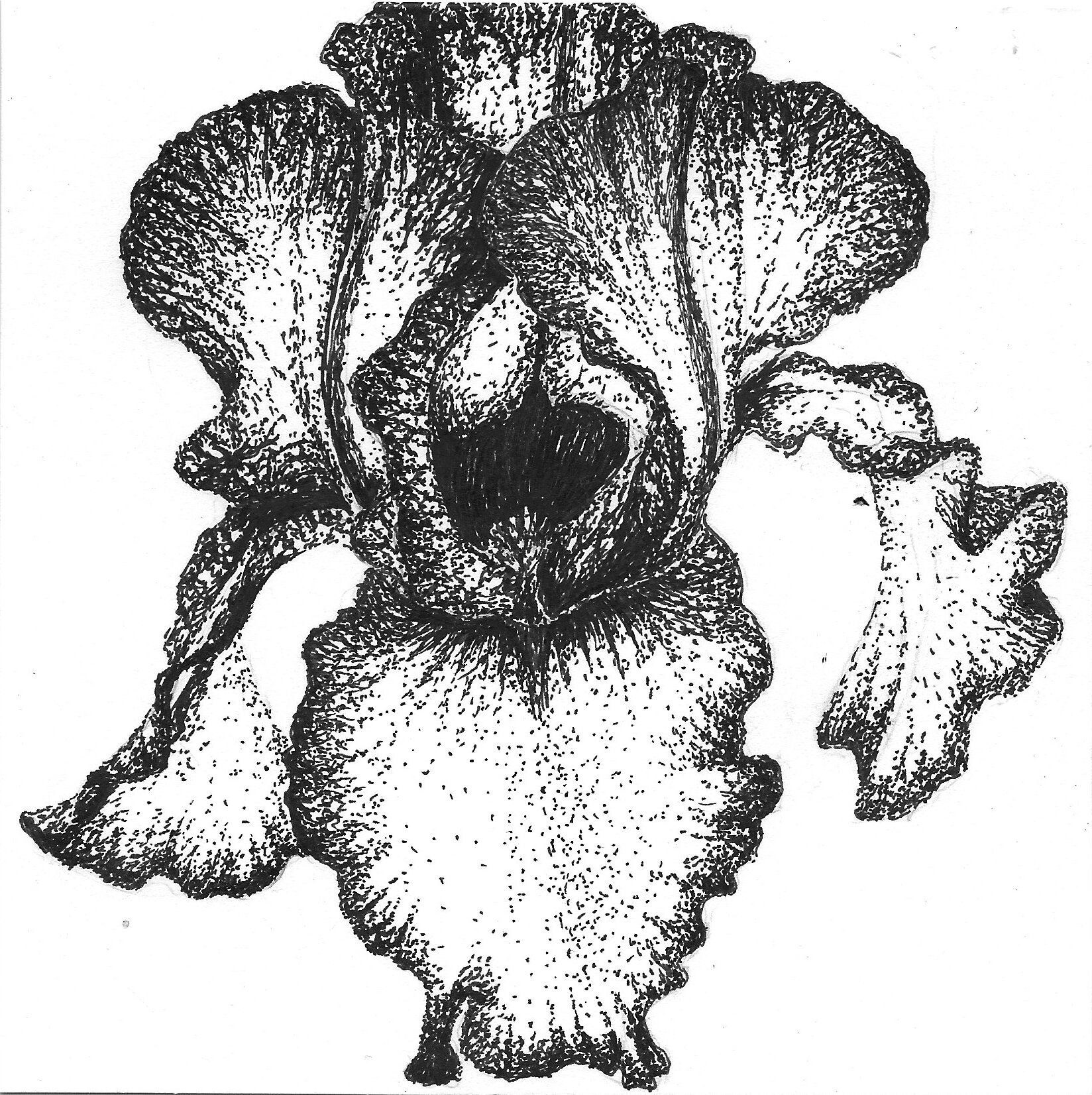 Iris - 6in x 6in Ink on Bristol