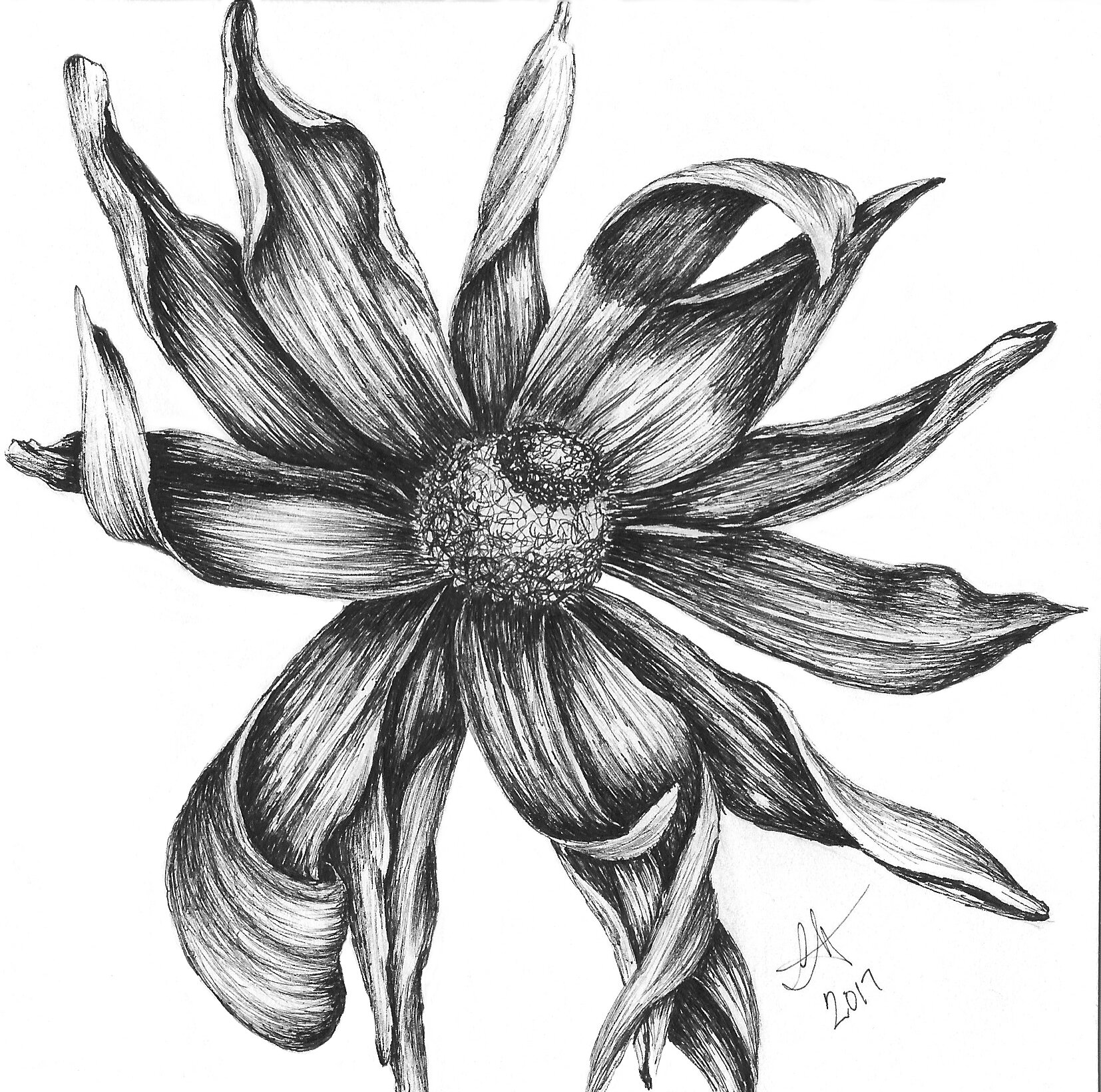 Echinacea - 6in x 6in ink on Bristol