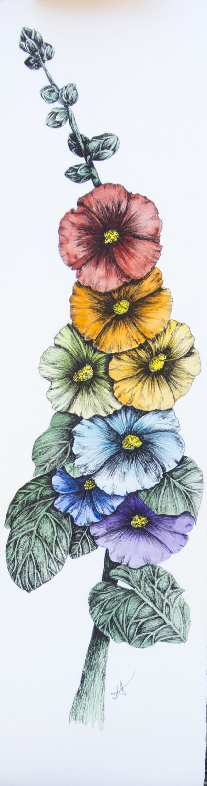 Schlossberg_Hollyhocks.jpg