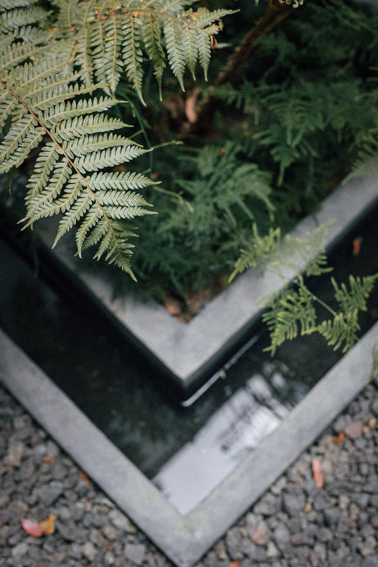 Hoja de helecho en una jardinera de metal con piedra y grava alrededor.