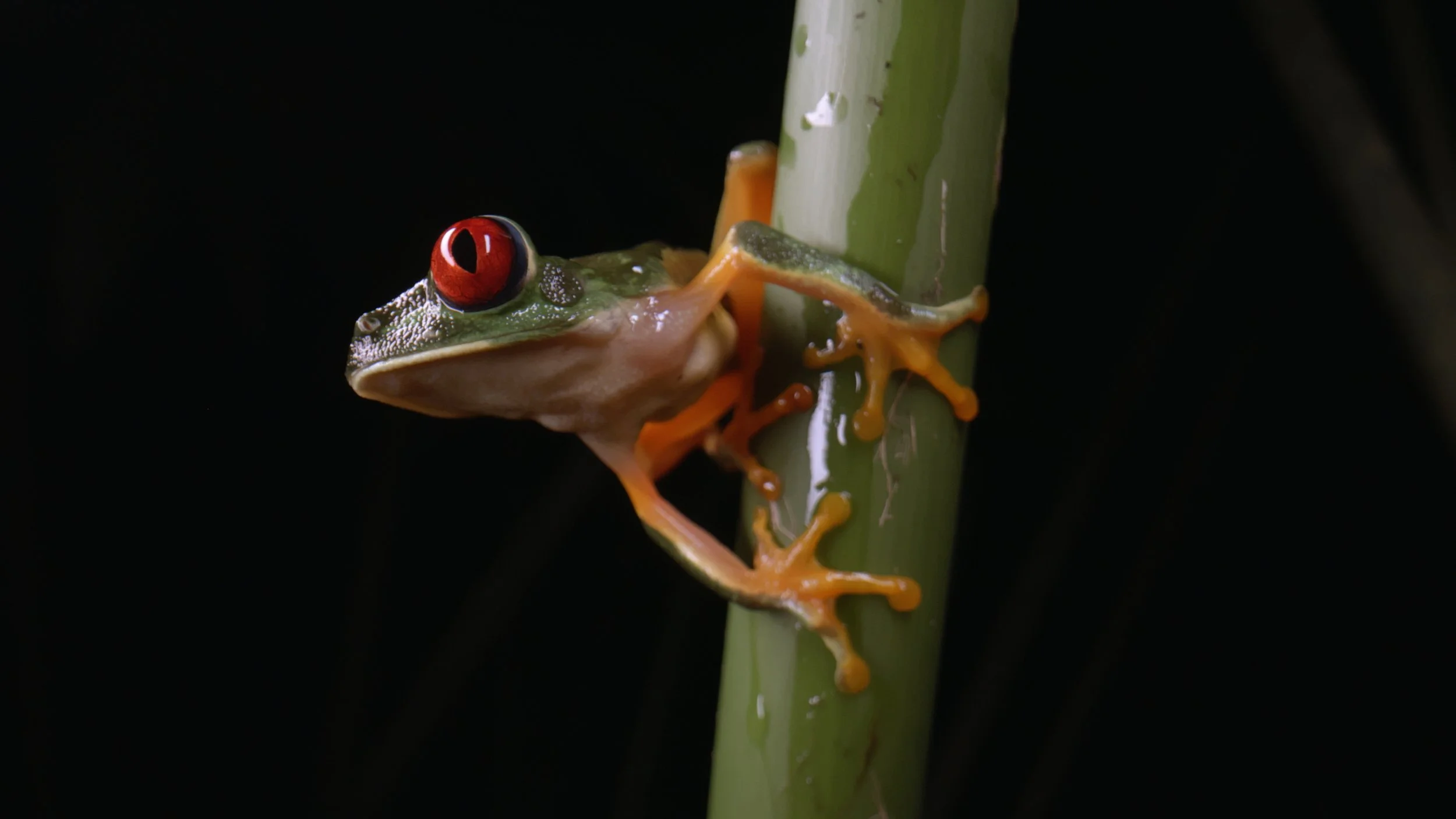 Wild Hope;Tangled Bank/HHMI, Red Rock Films