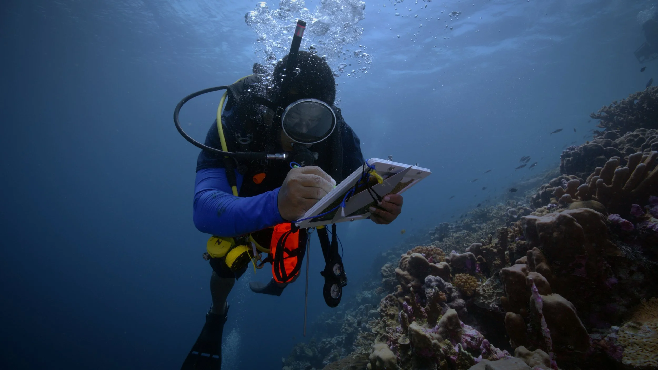 Pristine Seas: Palau;National Geographic