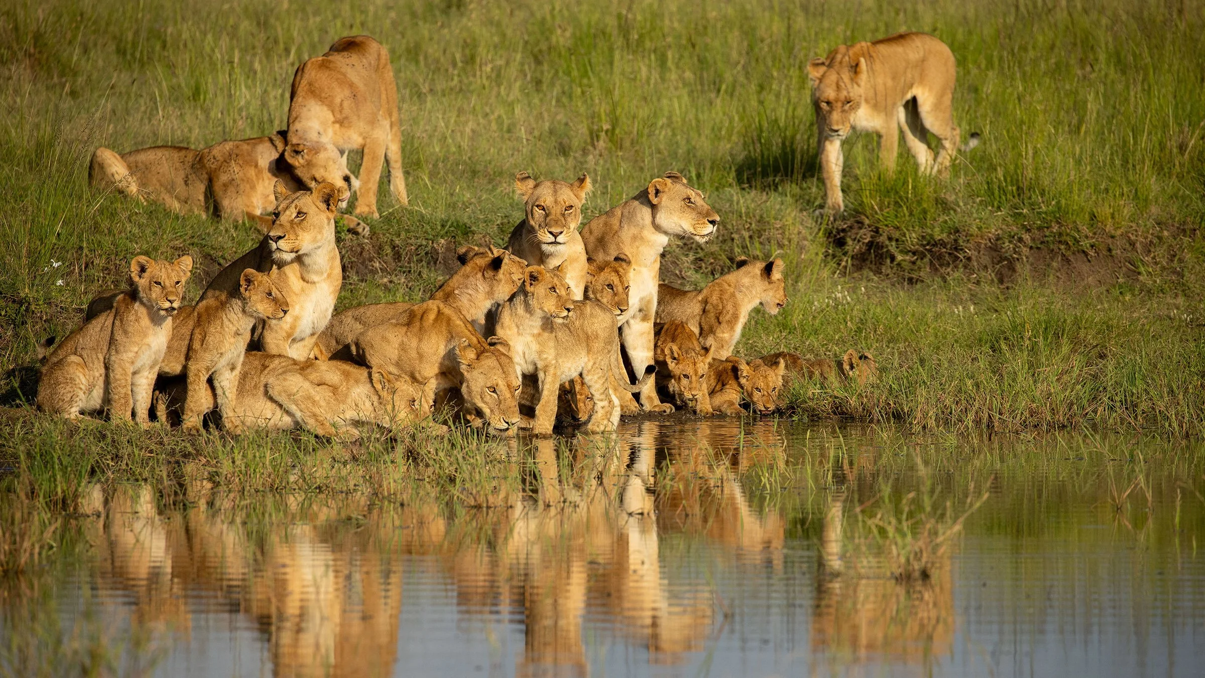 Inside National Geographic’s Lion With Kenyan Director Faith Musembi