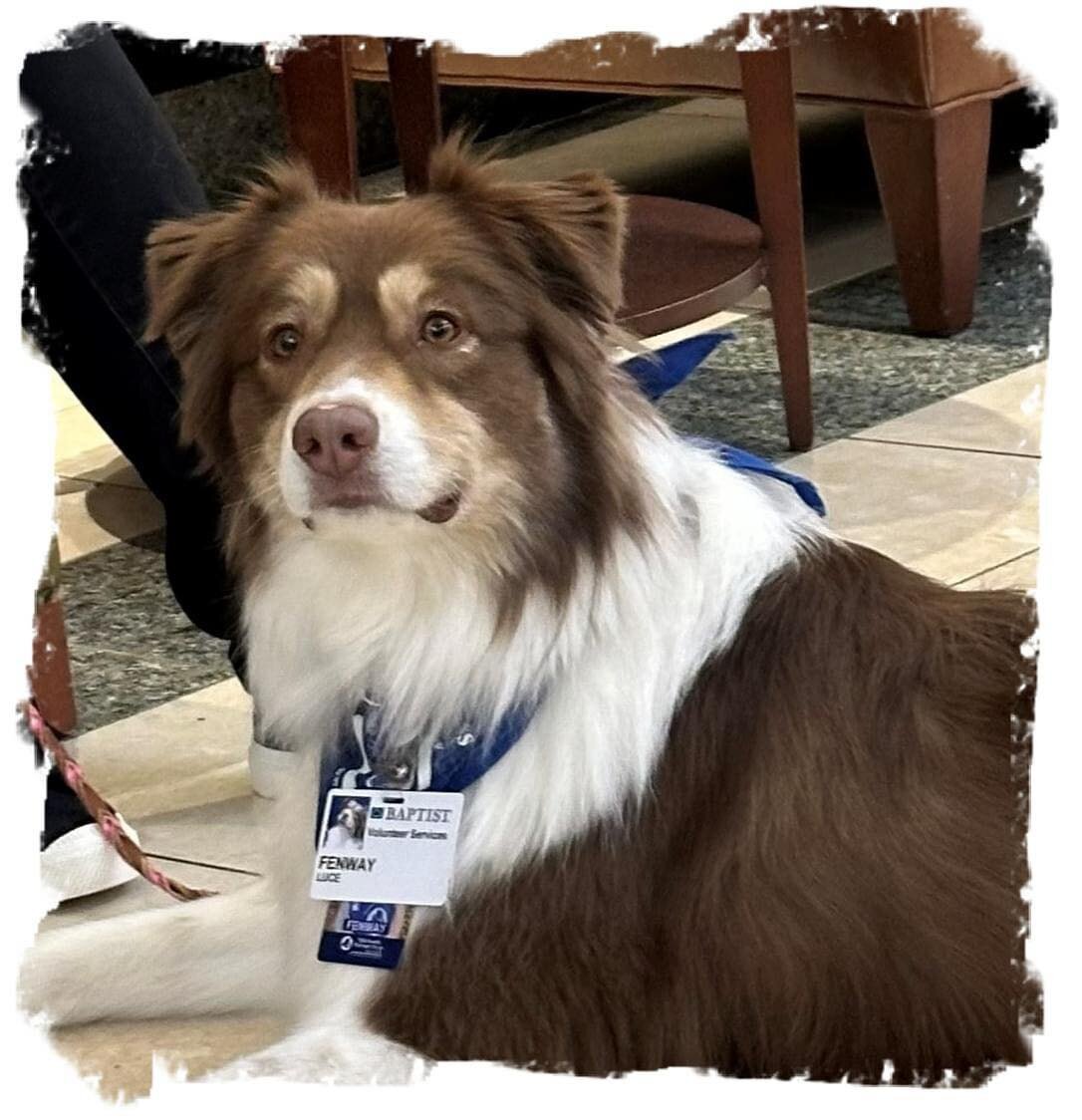 Linda and Fenway had a great visit at Methodist LeBonheur Healthcare Affiliated Health Services. A group of true excited dog lovers &hellip; Super accolades to both Linda &amp; Fenway.