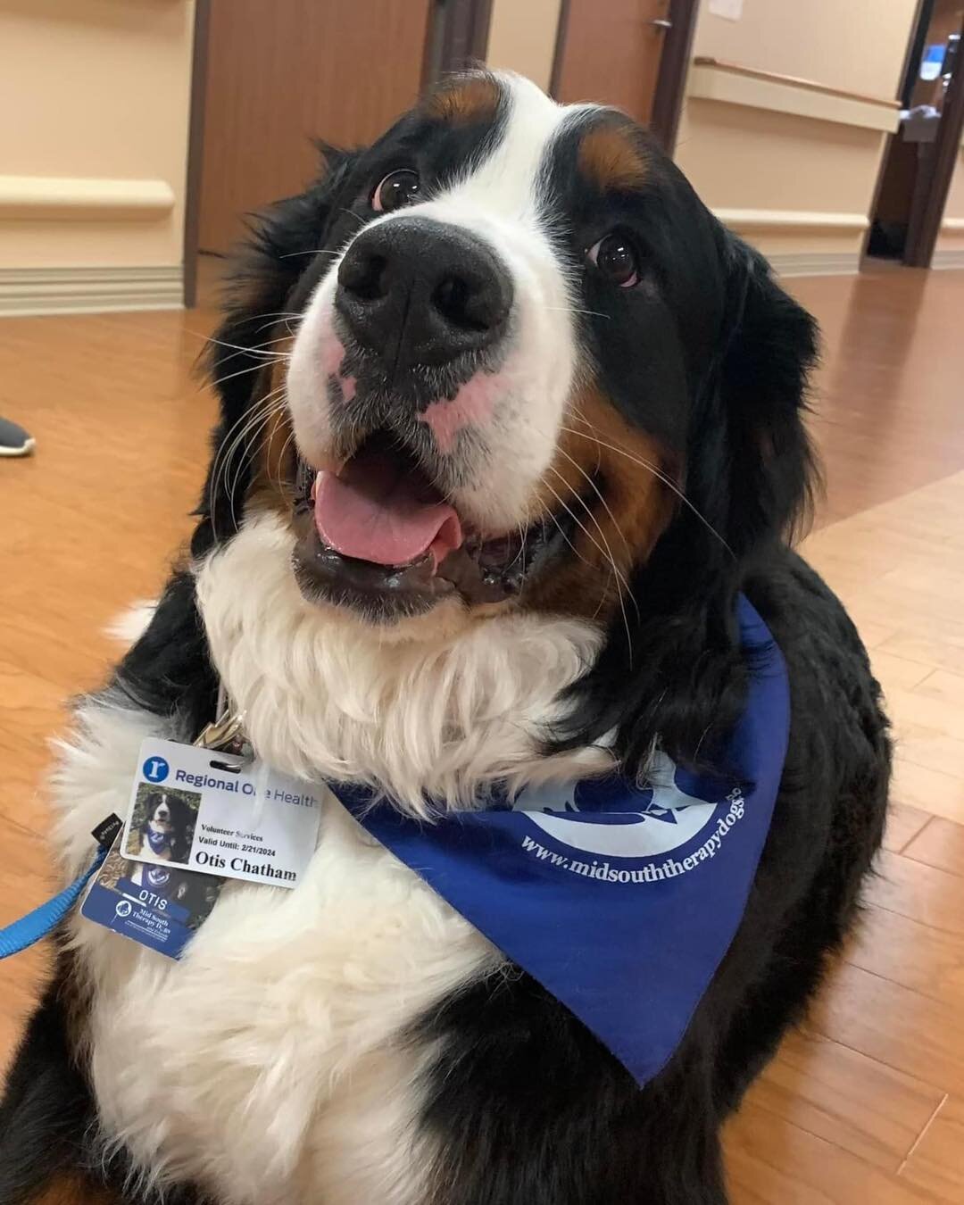Regional One &hellip; Patients at our Inpatient Rehabilitation Hospital got a visit today from Otis from Mid South Therapy Dogs. Therapy animals help lift patients&rsquo; spirits, provide encouragement, and offer a break from the medical care routine