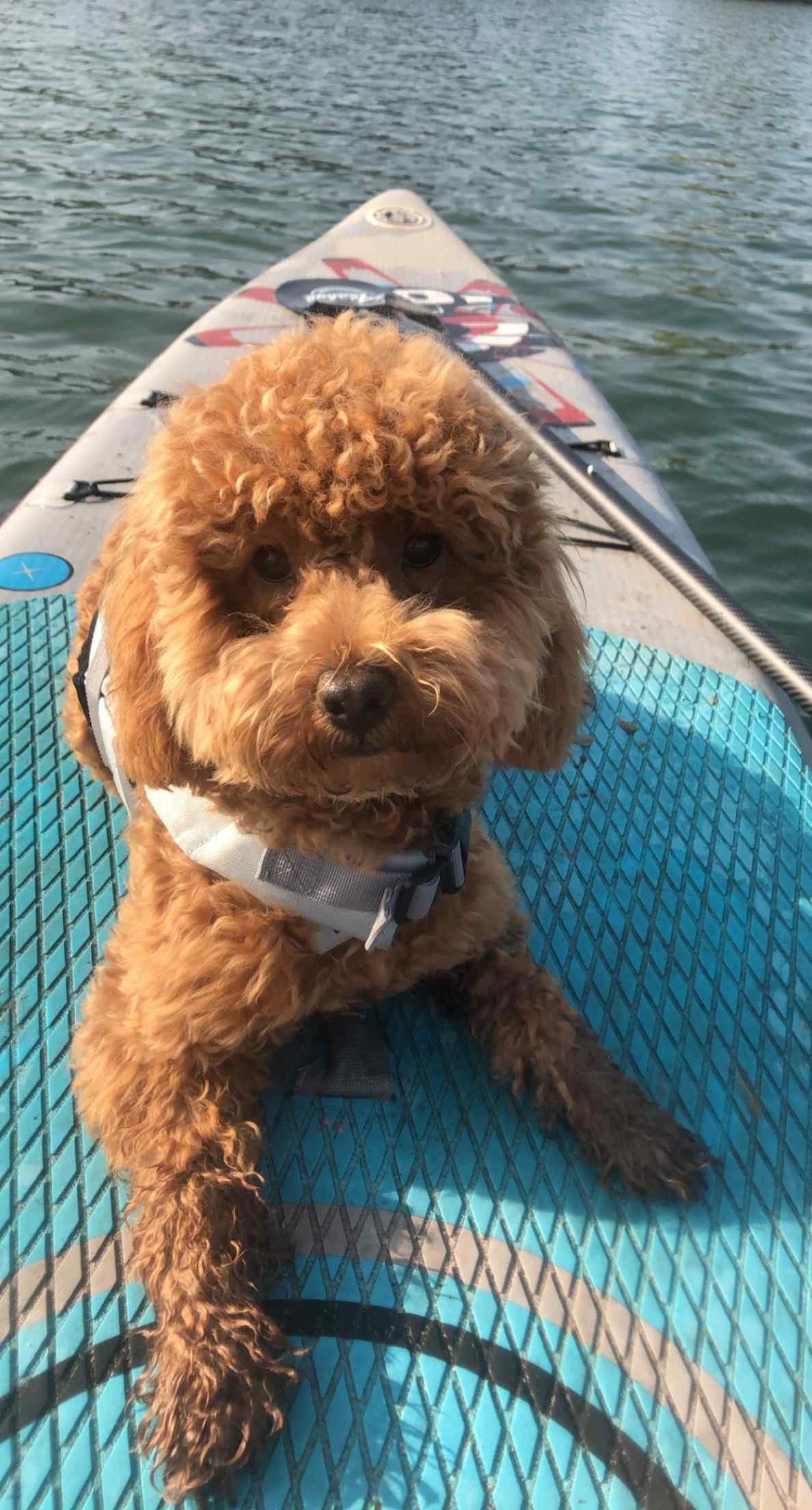 joey paddleboarding.jpg