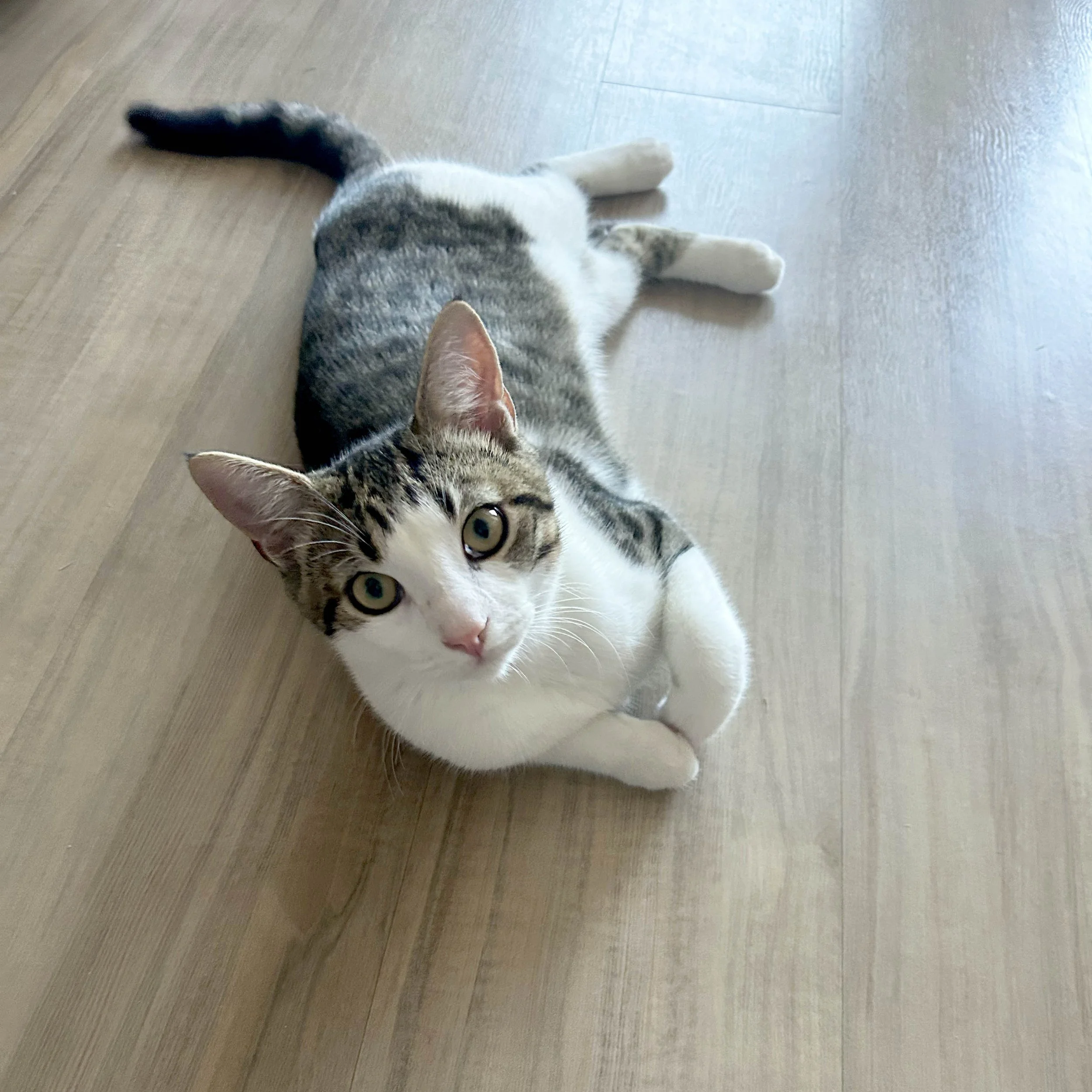 Kirby, our cozy indoor kitty who loves sunny windows and quiet cuddles copy 2.jpg