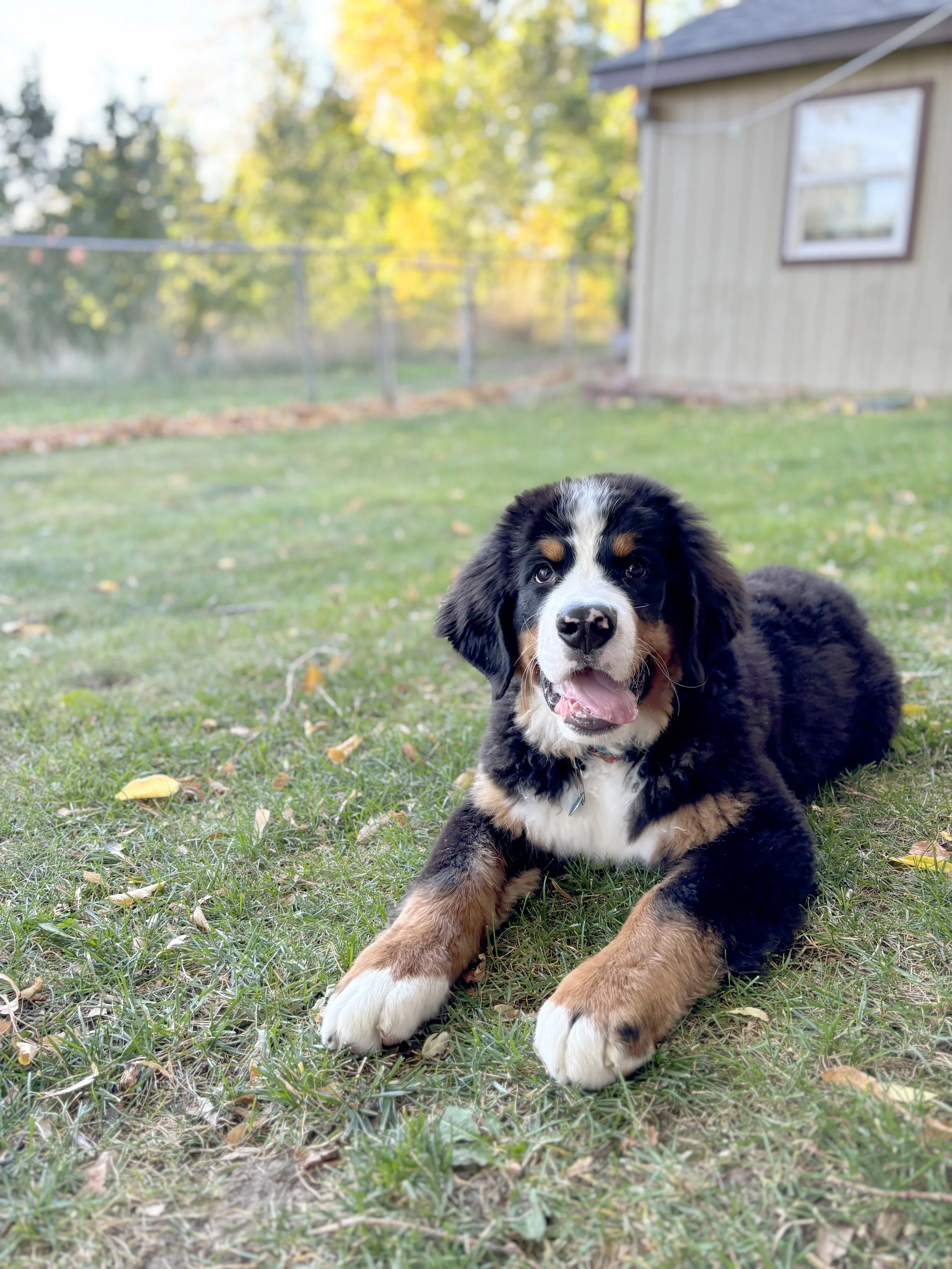 Their puppy Winston - a Bernese Mountain Dog copy.jpg