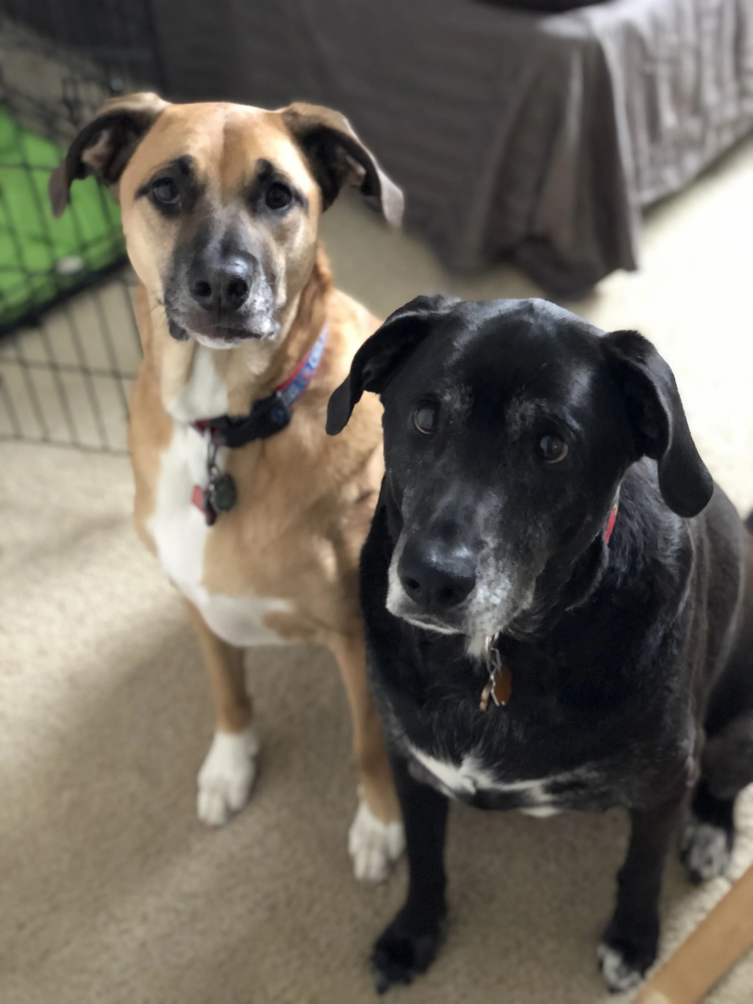 Photo Nov 26 2018, 11 54 04 AM.jpg