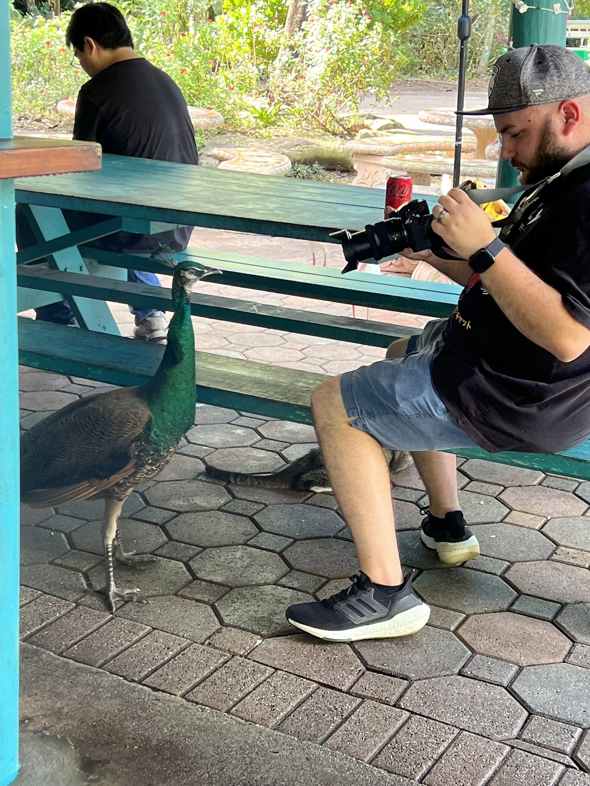 Mike getting up close and personal with a peacock!.jpg