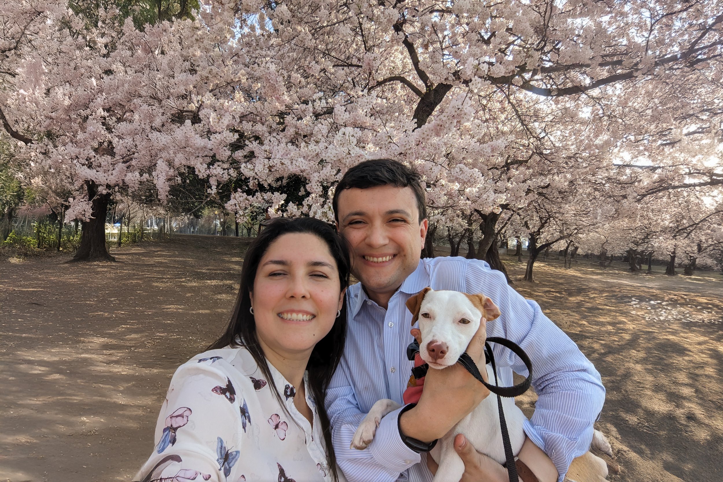 Cherryblossoms in DC copy.jpg