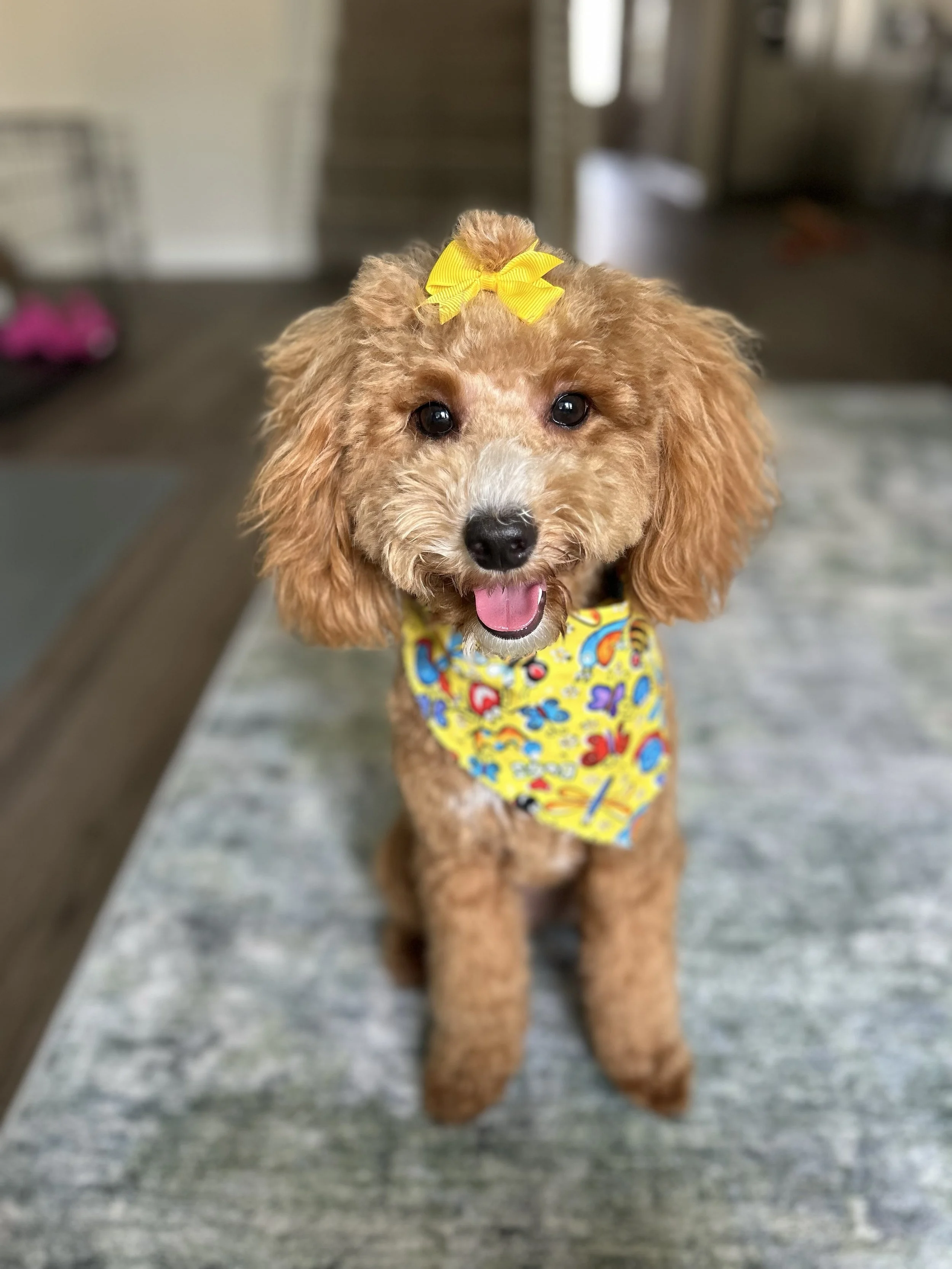 Georgia just got groomed copy.jpg