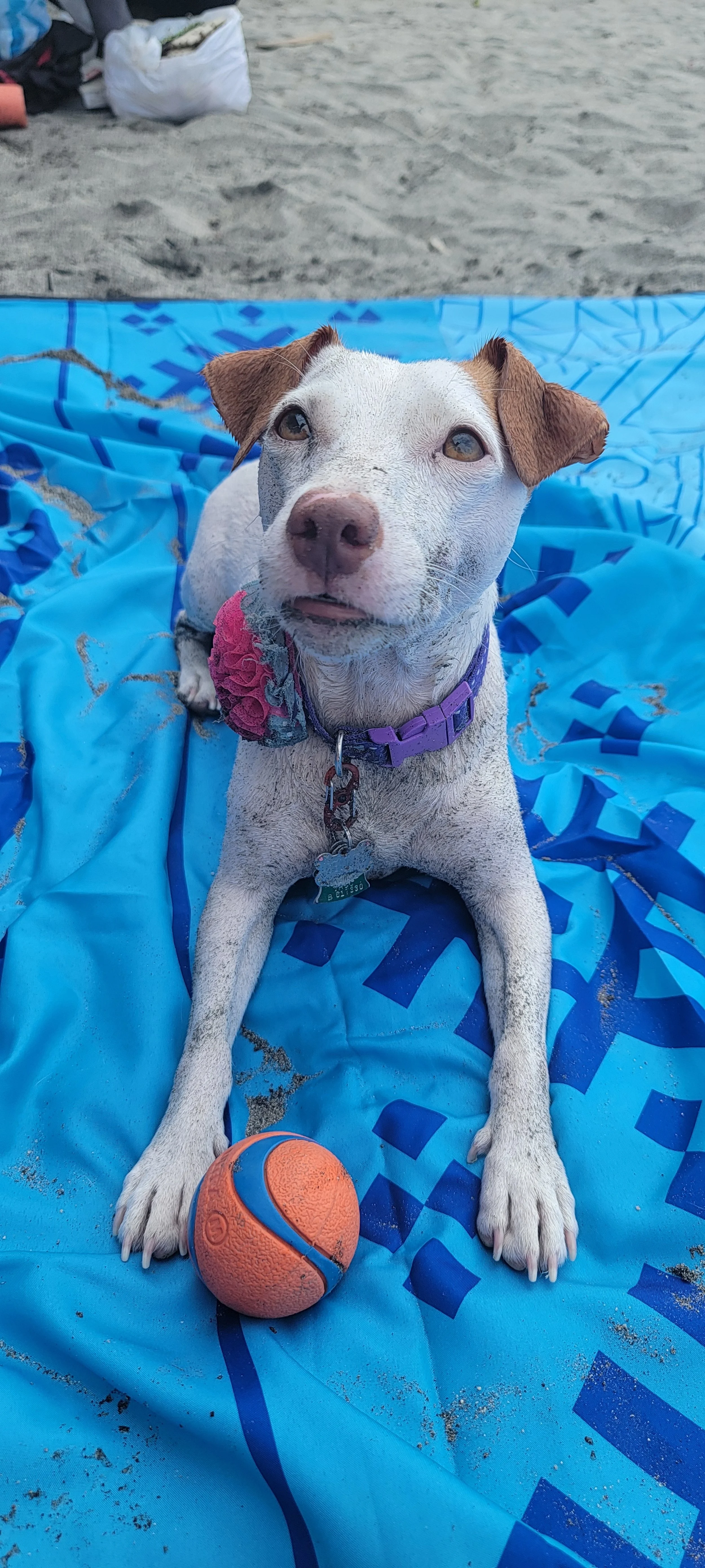 Penny loves our annual trip to Myrtle beach.jpg