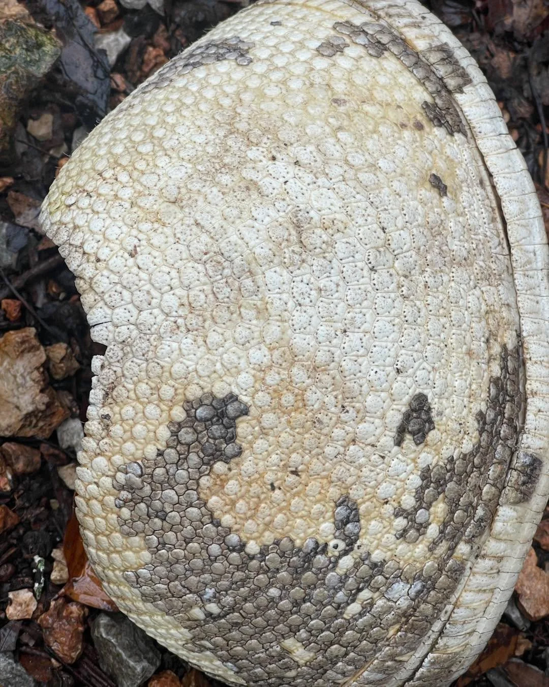 Working on some fun impressions for 2025 🤩 🐍 (why isn&rsquo;t there an armadillo emoji?!?)