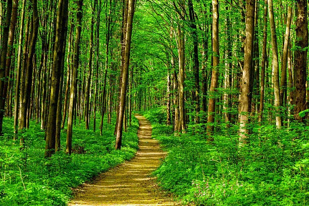 a path through a green forest of trees symbolizing the path to good therapy.