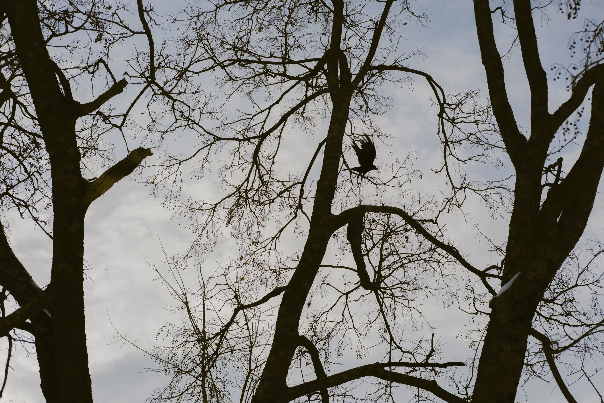 120625_Decorah Winter_AJV-39.jpg