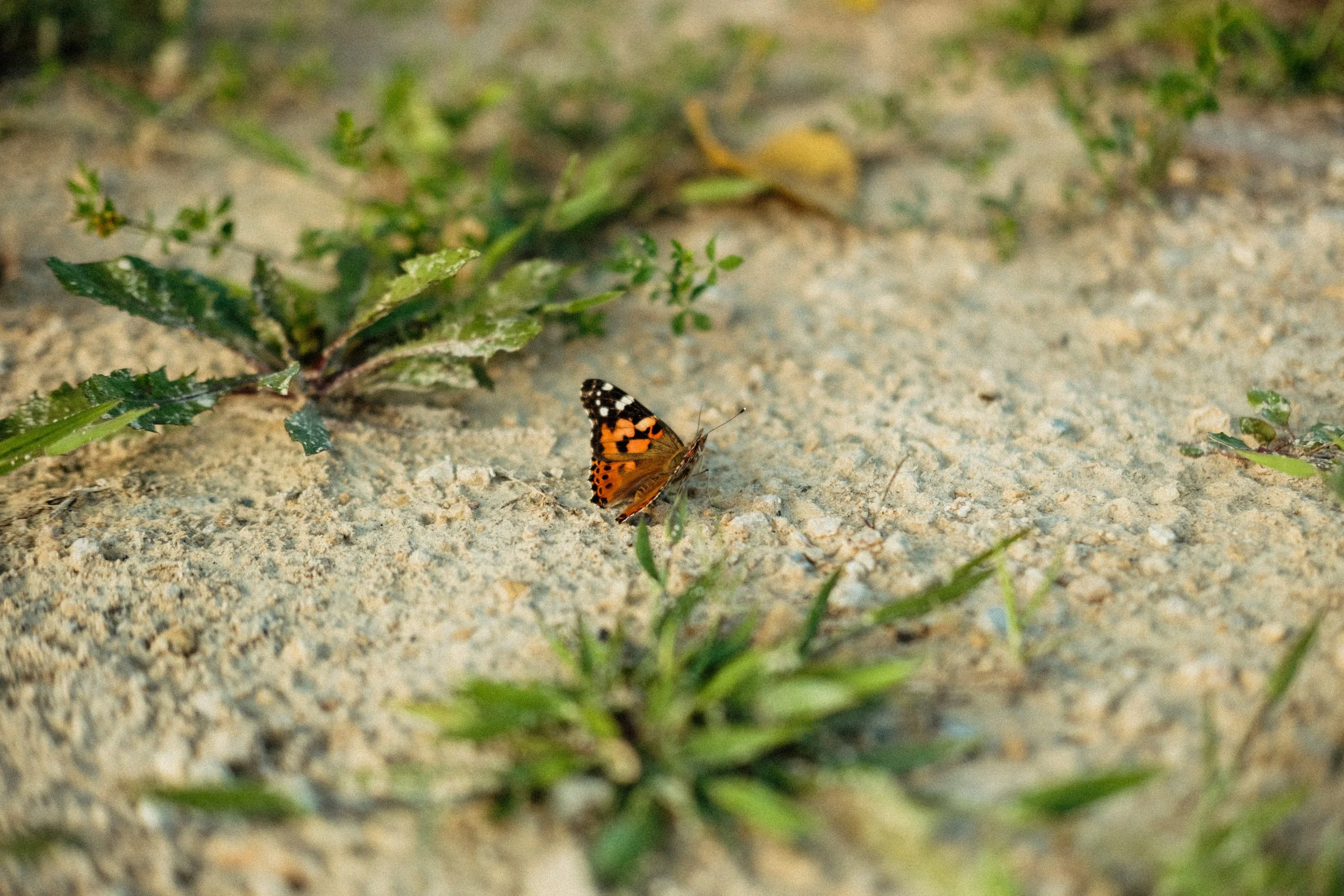 081826_Decorah_AJV-11.jpg