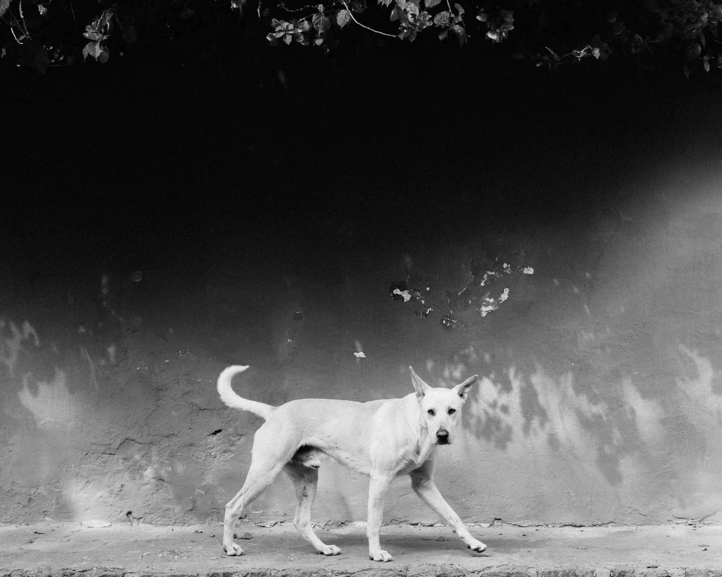 122725_San Miguel de Allende_Social_AJV-8.jpg