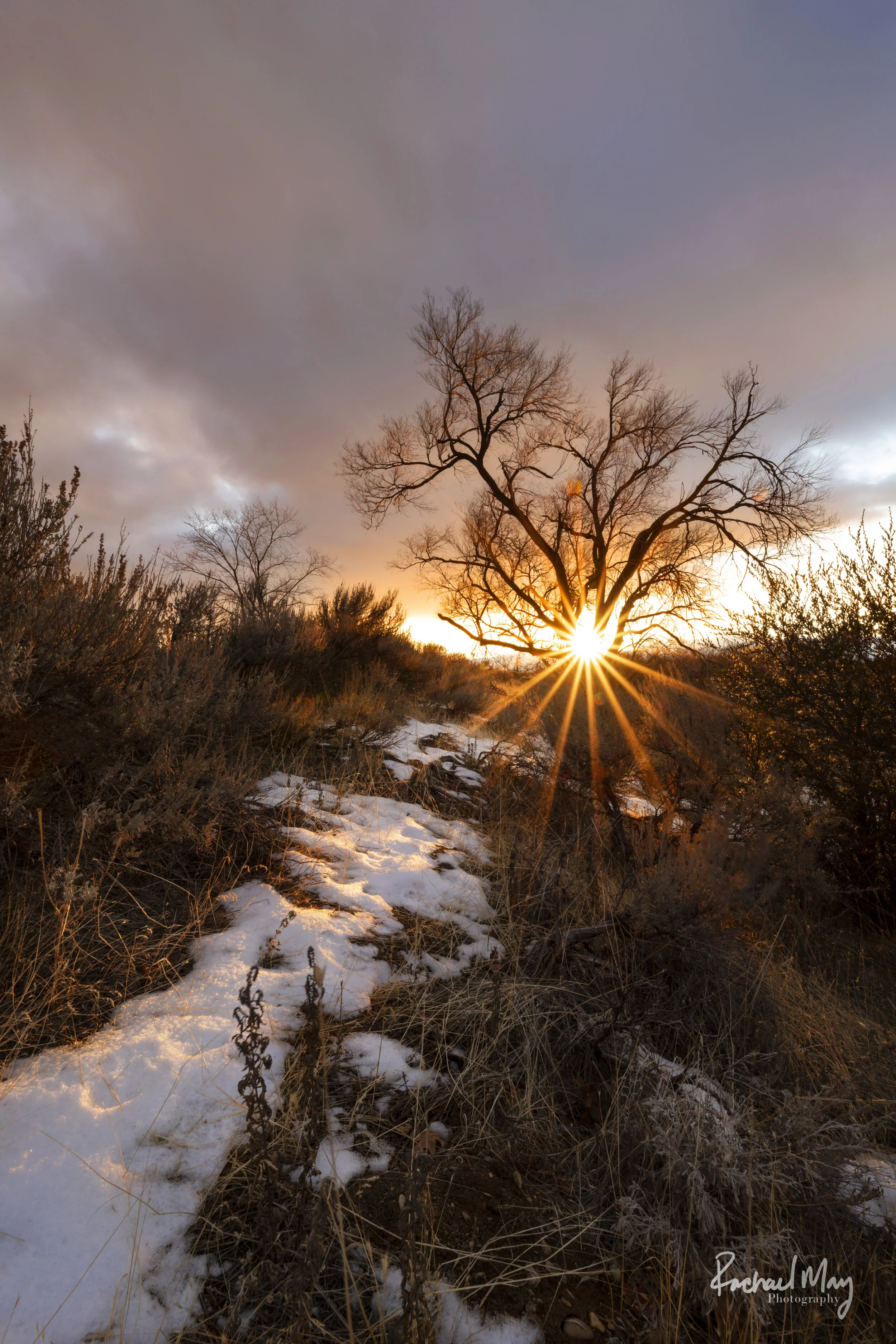 sunburst tree.jpg