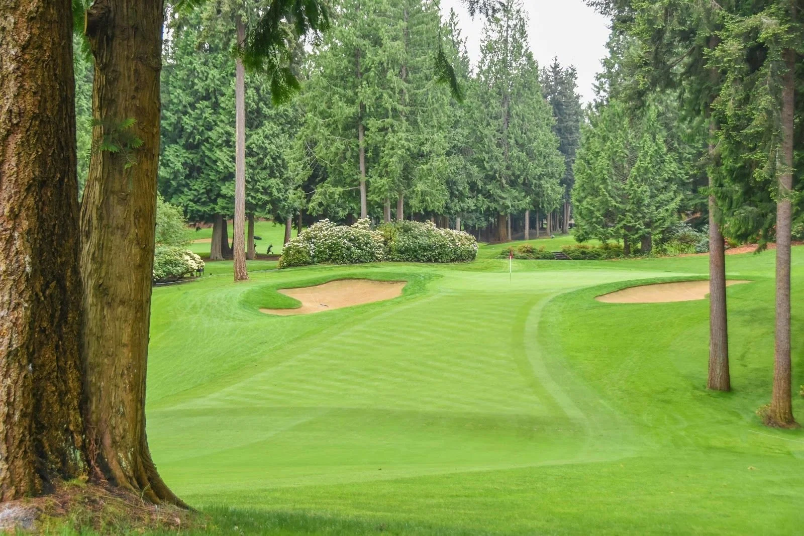 Sahalee Country Club championship fairway flanked by towering old-growth Douglas firs, Sammamish Washington