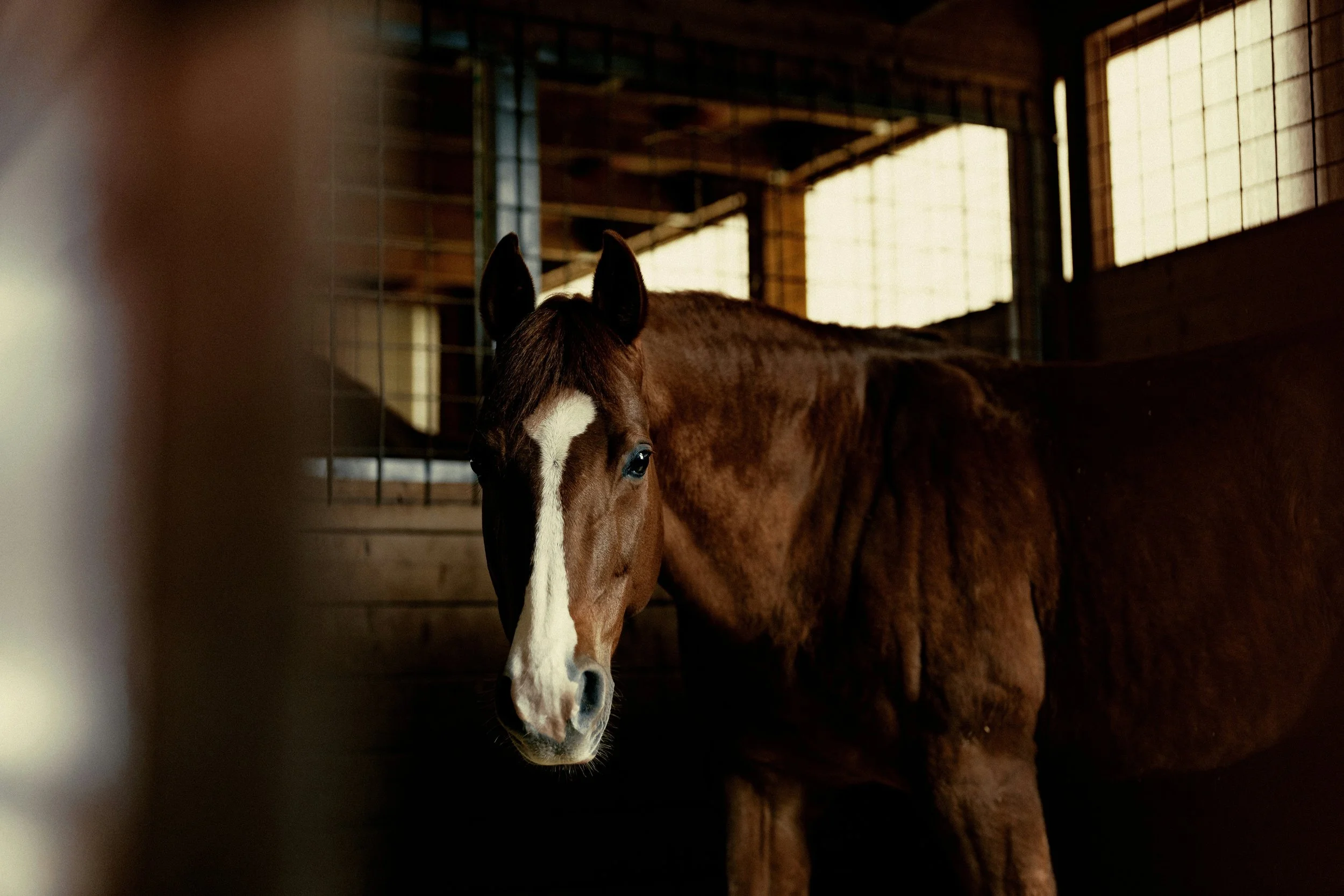 Horse standing in a stable on an equestrian property in the Bear Creek neighborhood, Redmond-Woodinville, Washington