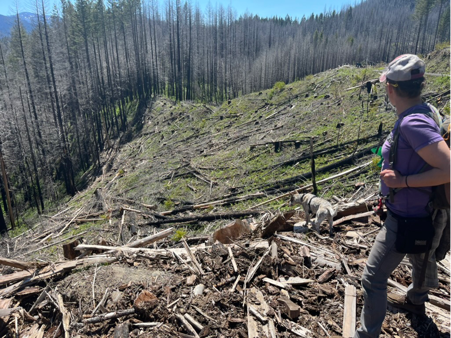 Mt. Hood National Forest - "Clackamas Fires Roadside Hazard Tree Abatement" sale, along Road 4620 (Credit: Blue Mountains Biodiversity Project 2024)